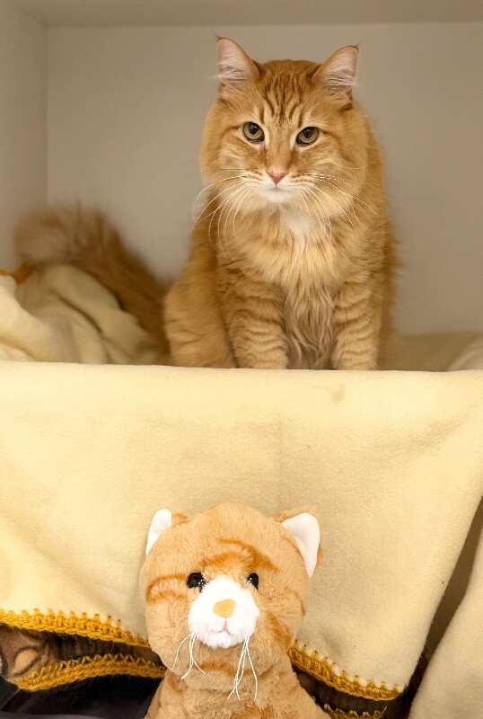 Picture of the Animal Listed