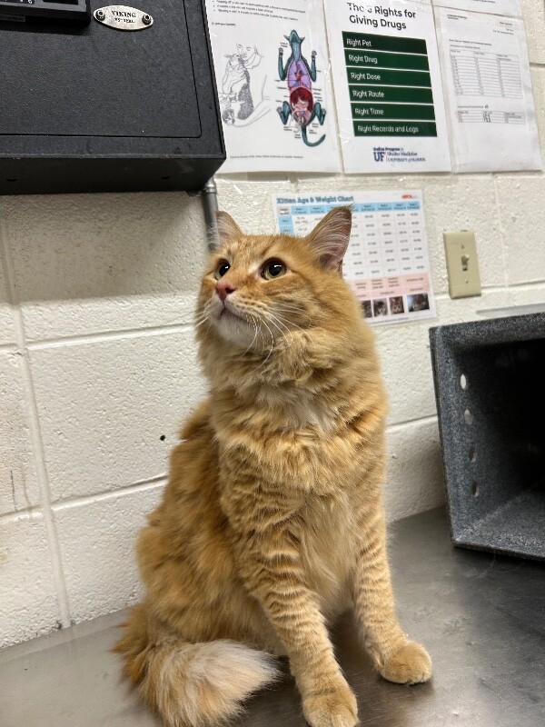 Picture of the Animal Listed