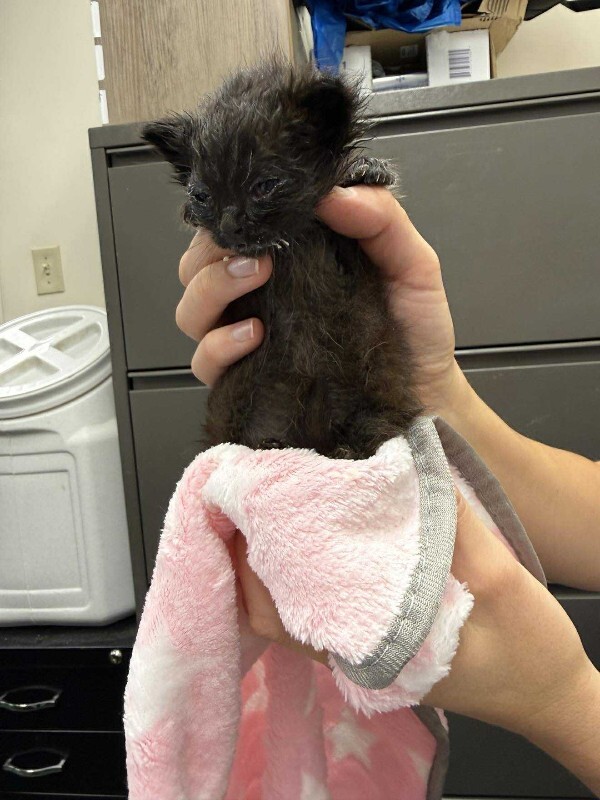 Picture of the Animal Listed