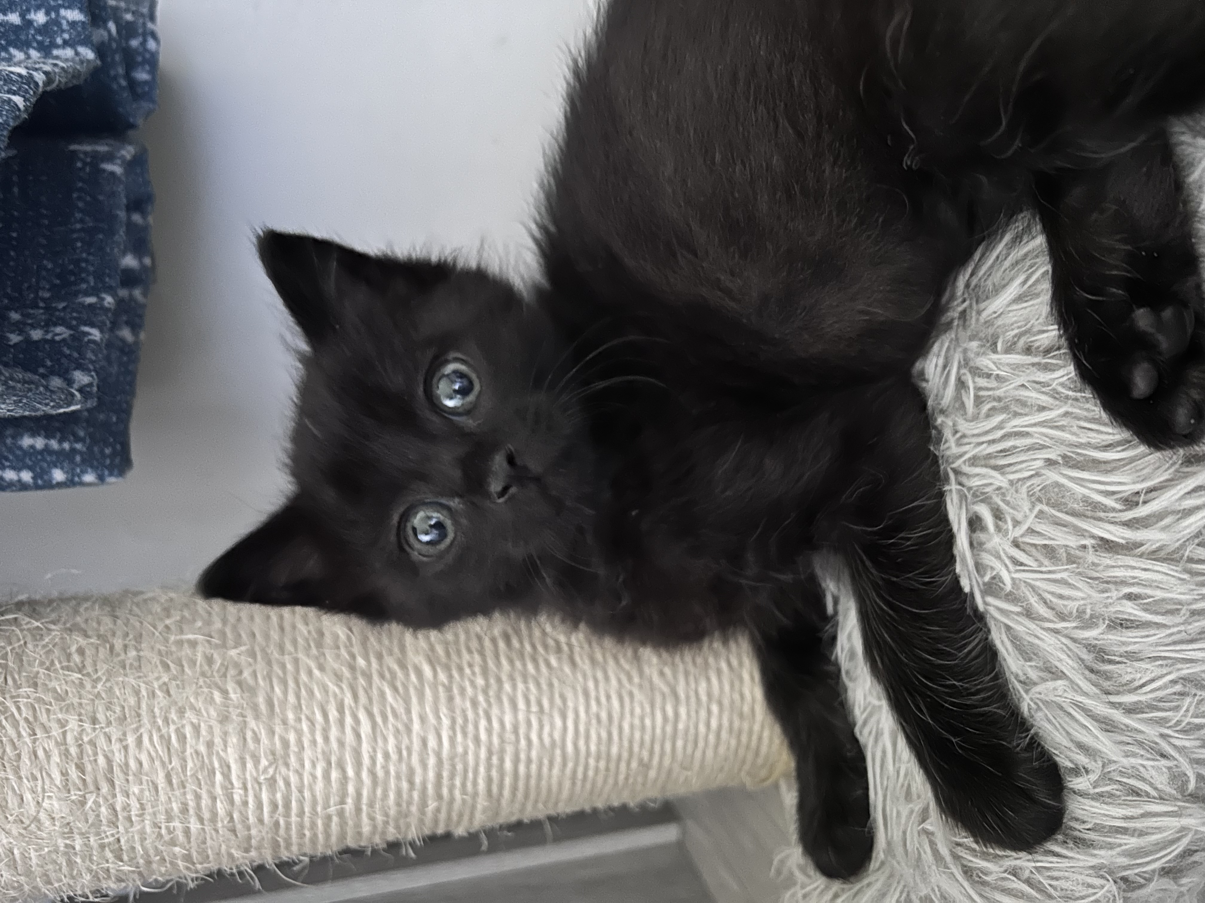 Picture of the Animal Listed