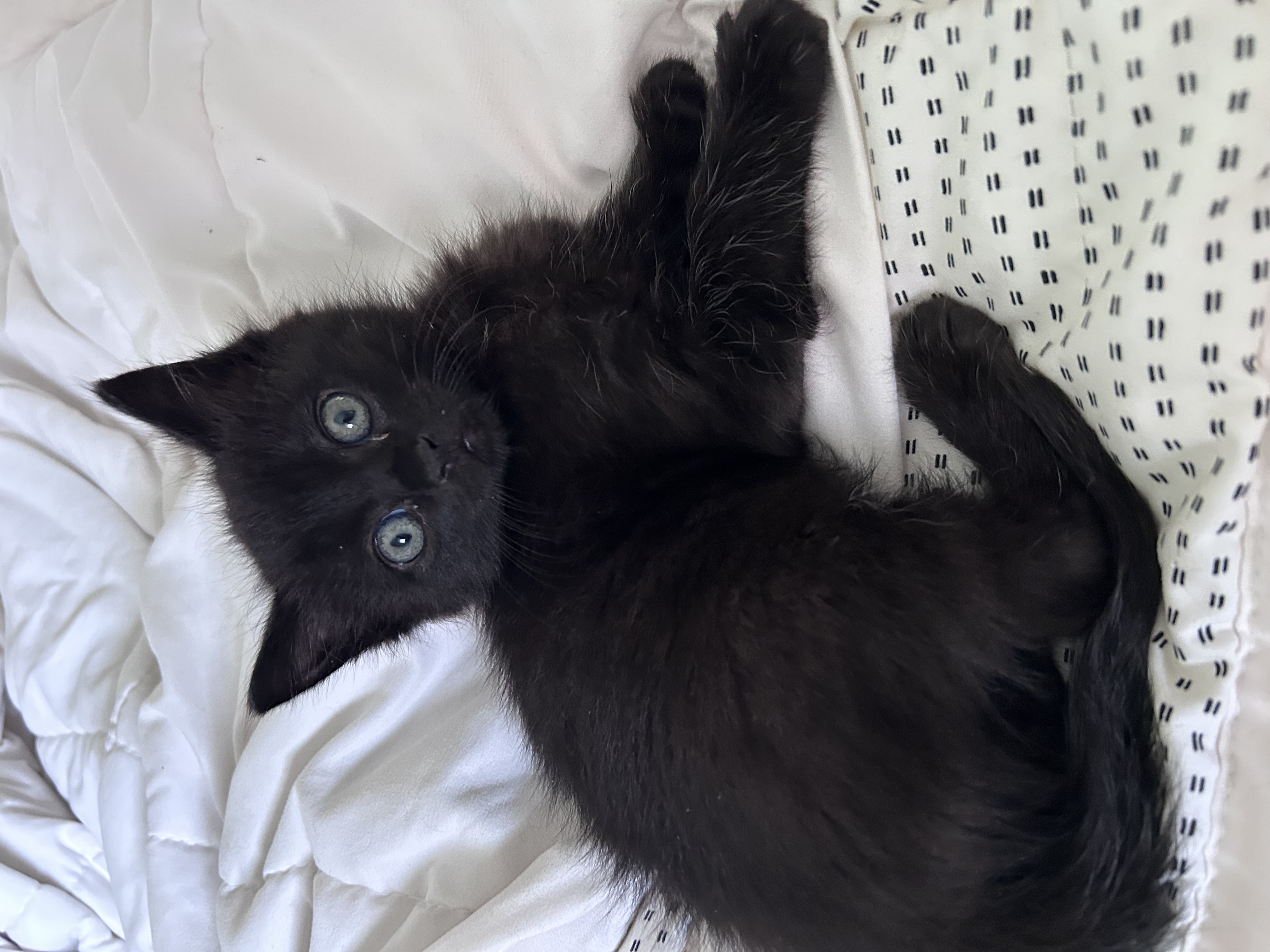 Picture of the Animal Listed