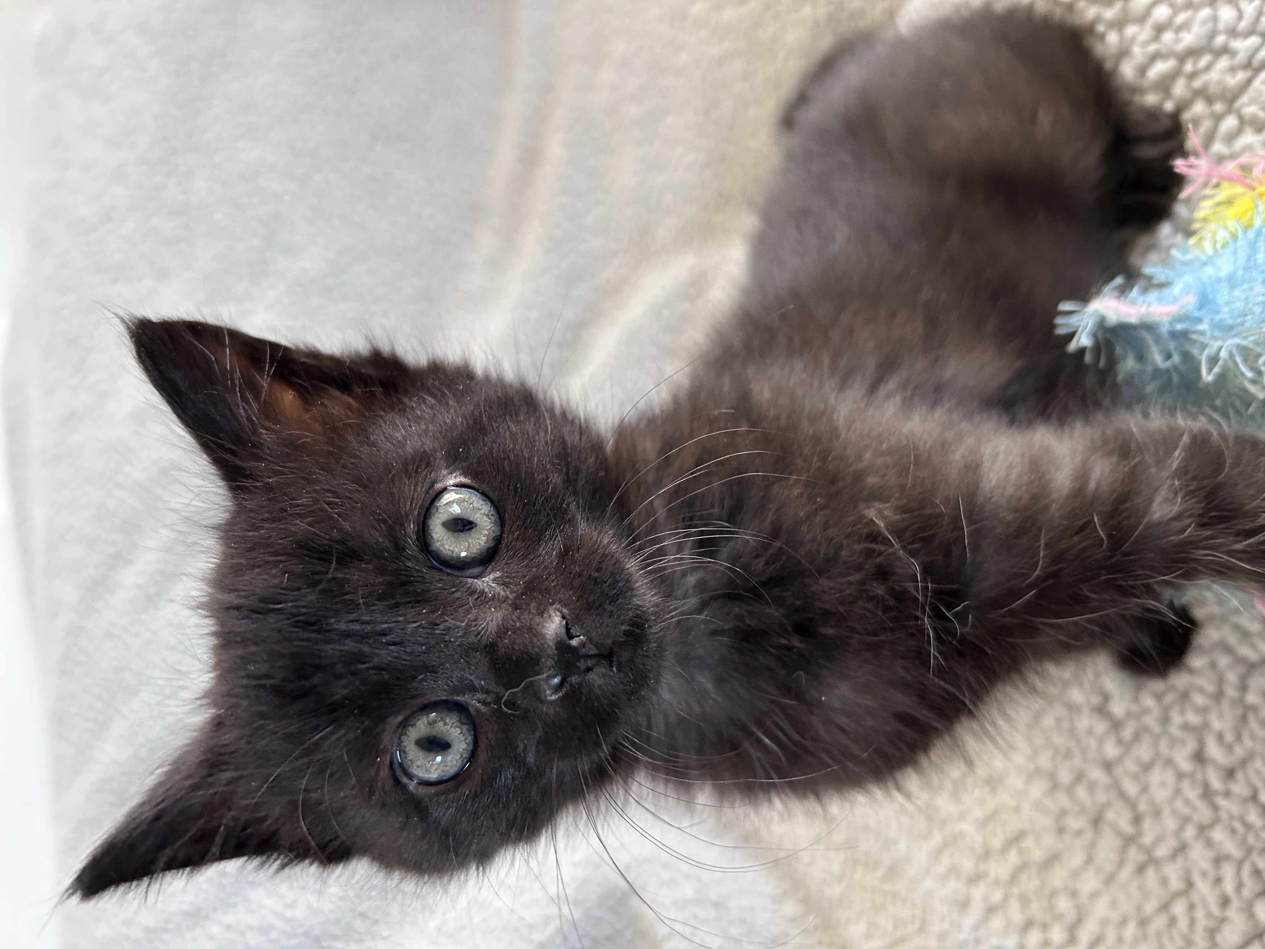 Picture of the Animal Listed