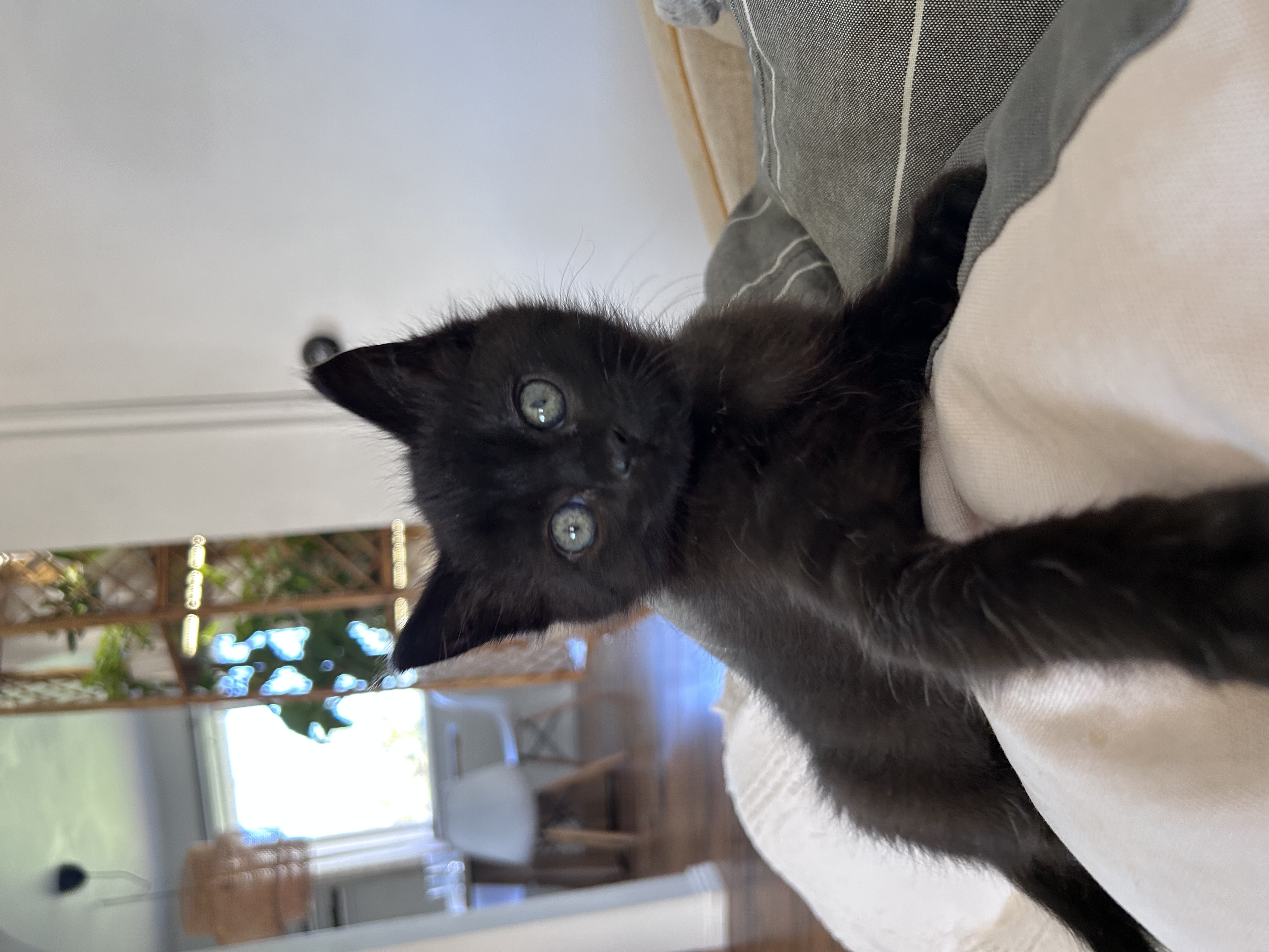 Picture of the Animal Listed