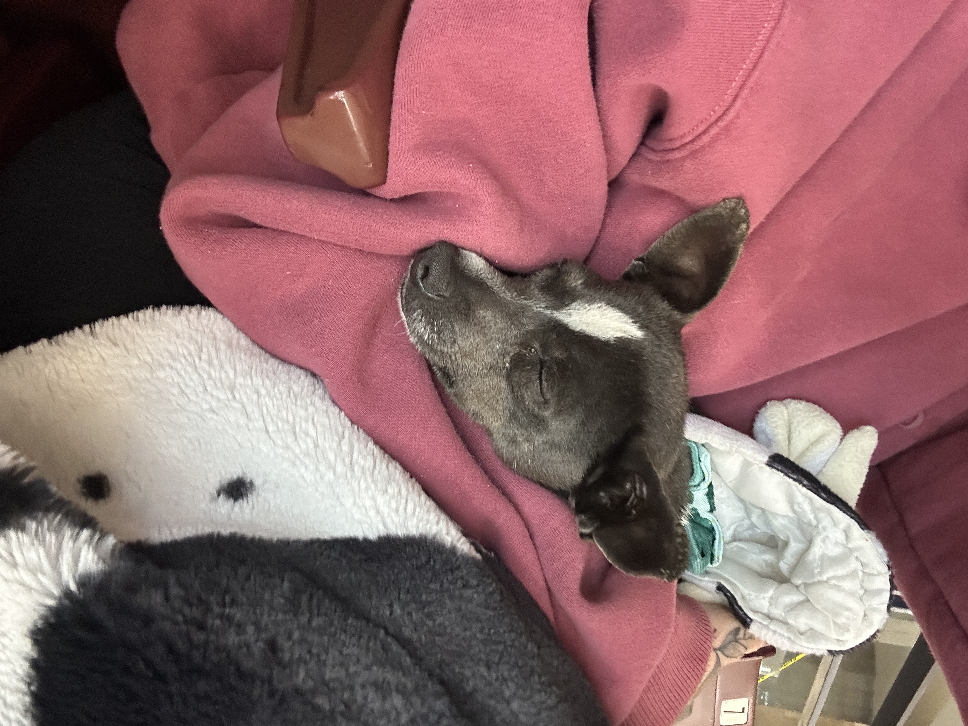 Picture of the Animal Listed