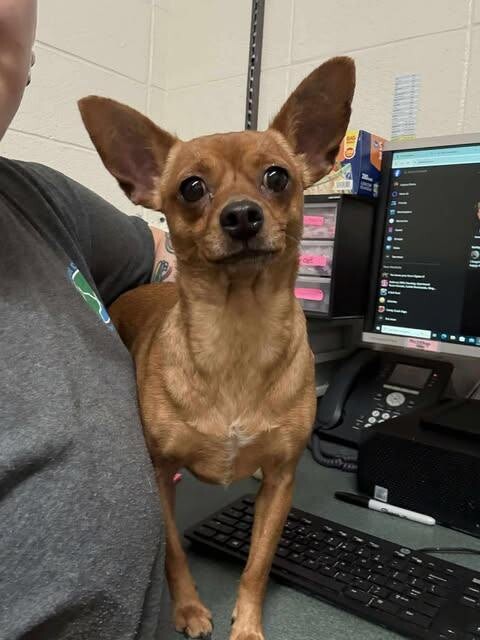 Picture of the Animal Listed