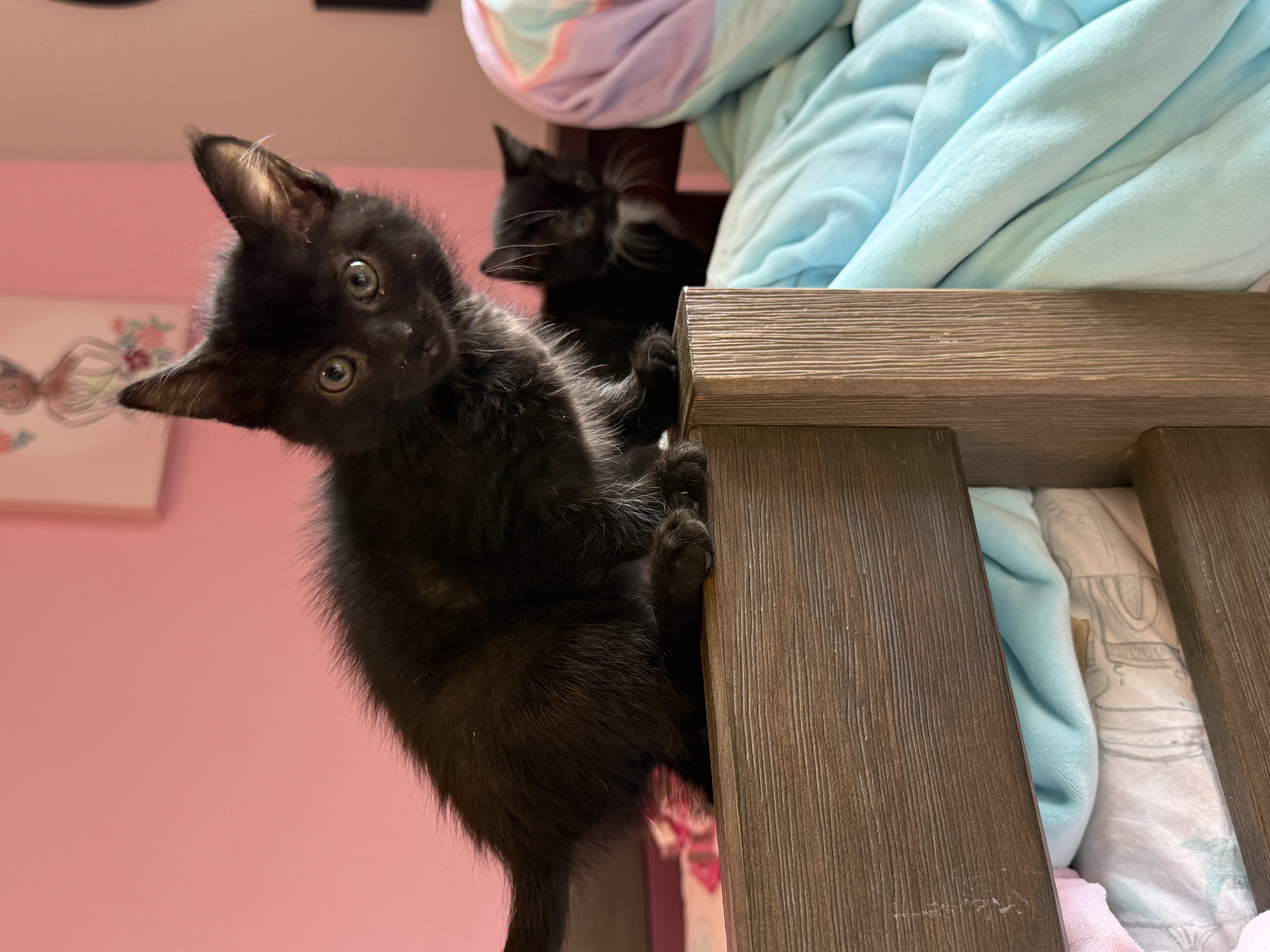 Picture of the Animal Listed