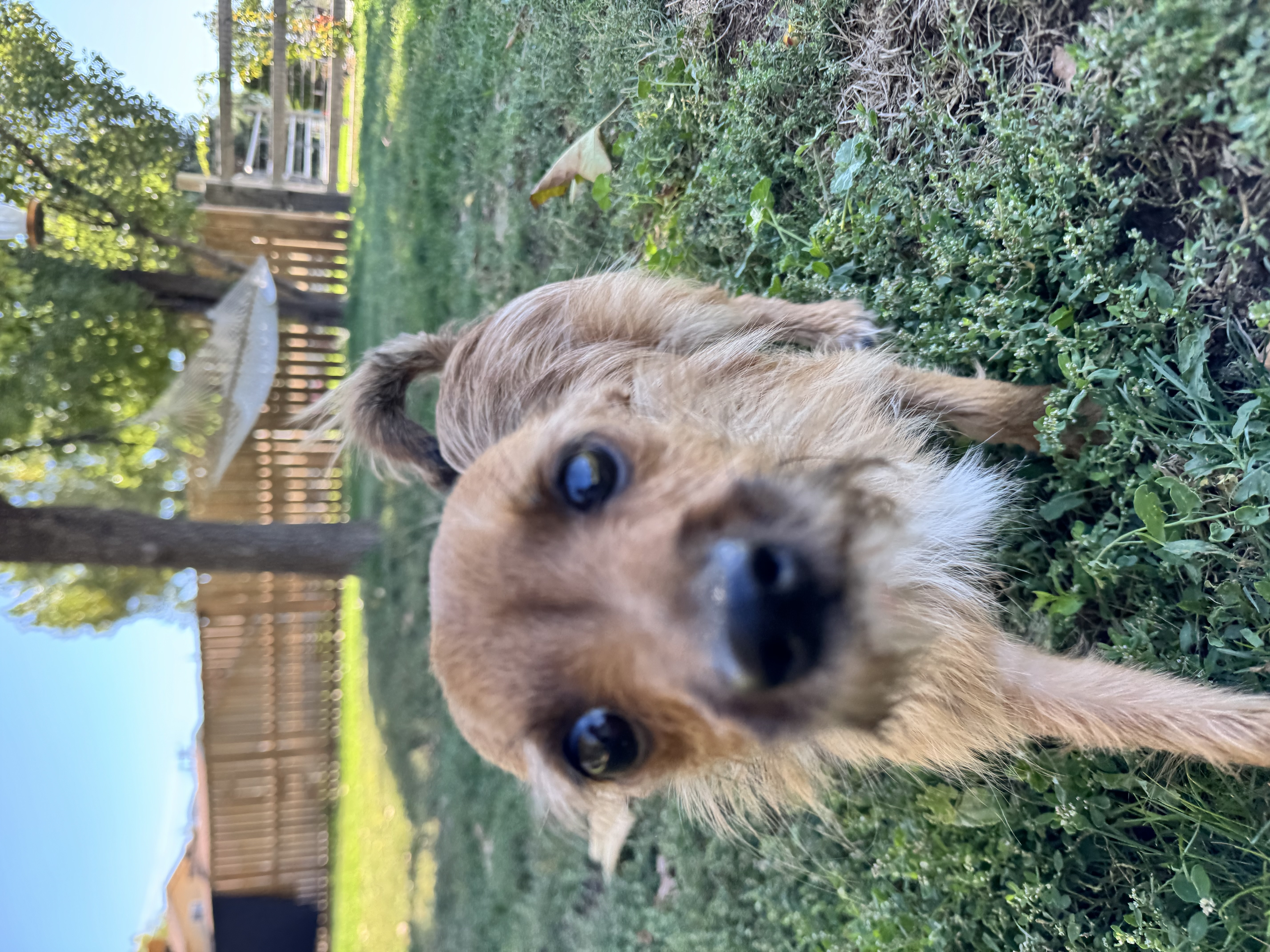 Picture of the Animal Listed