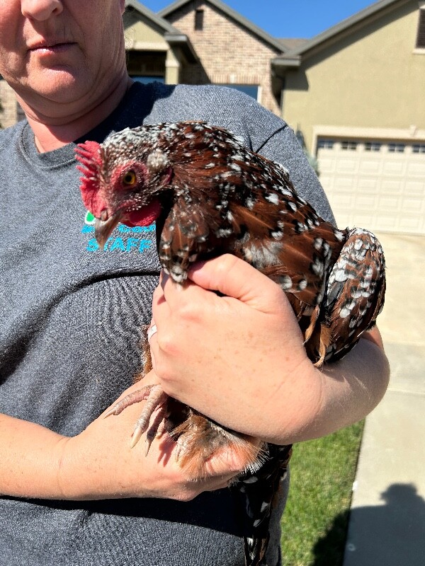 Picture of the Animal Listed