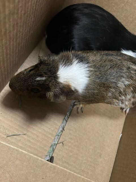 Picture of the Animal Listed