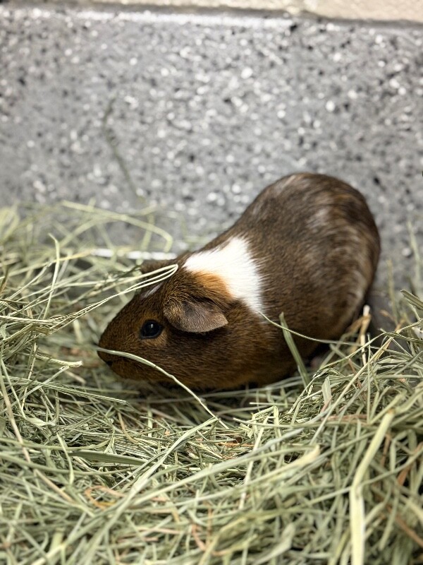 Picture of the Animal Listed