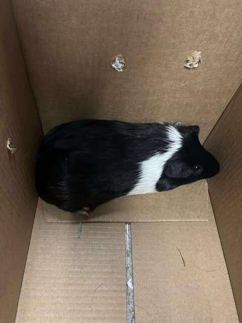 Picture of the Animal Listed