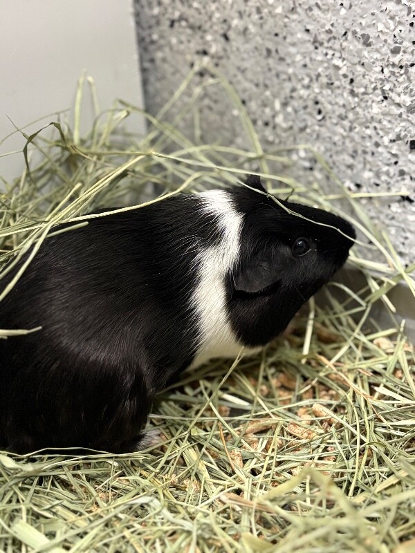 Picture of the Animal Listed
