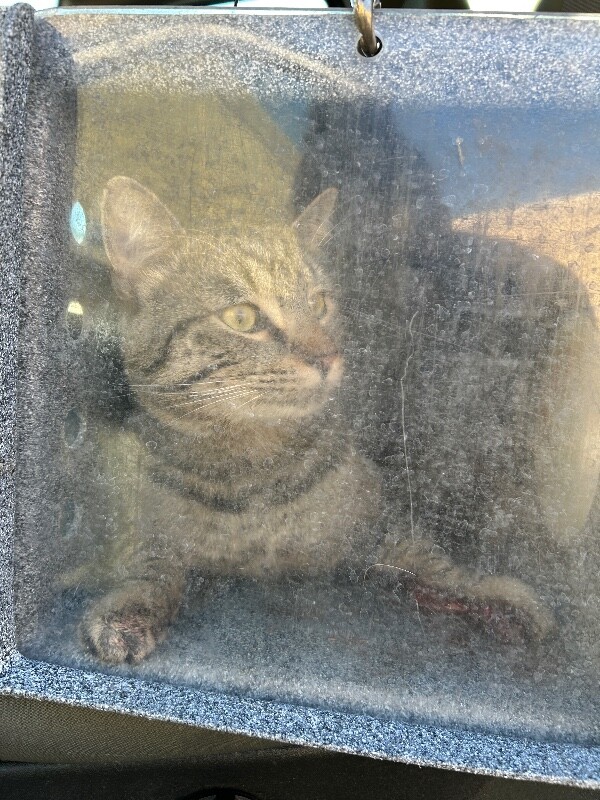 Picture of the Animal Listed