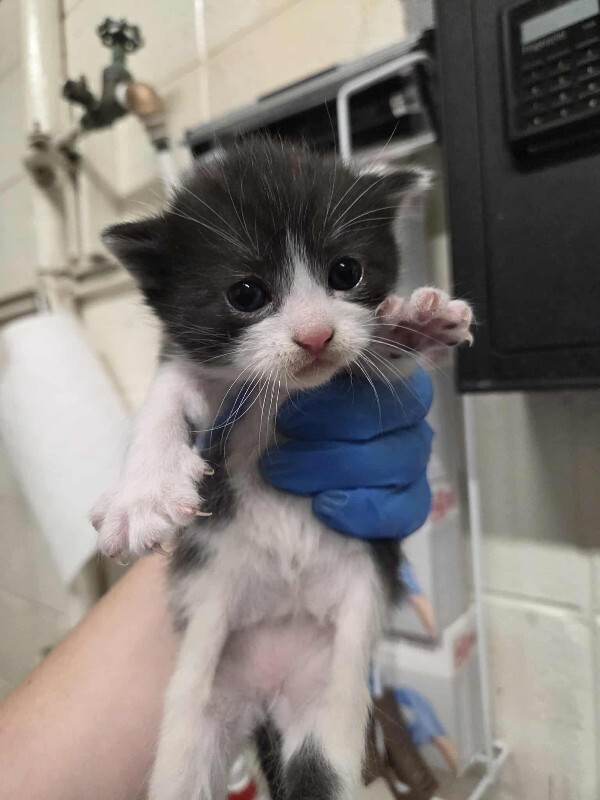 Picture of the Animal Listed