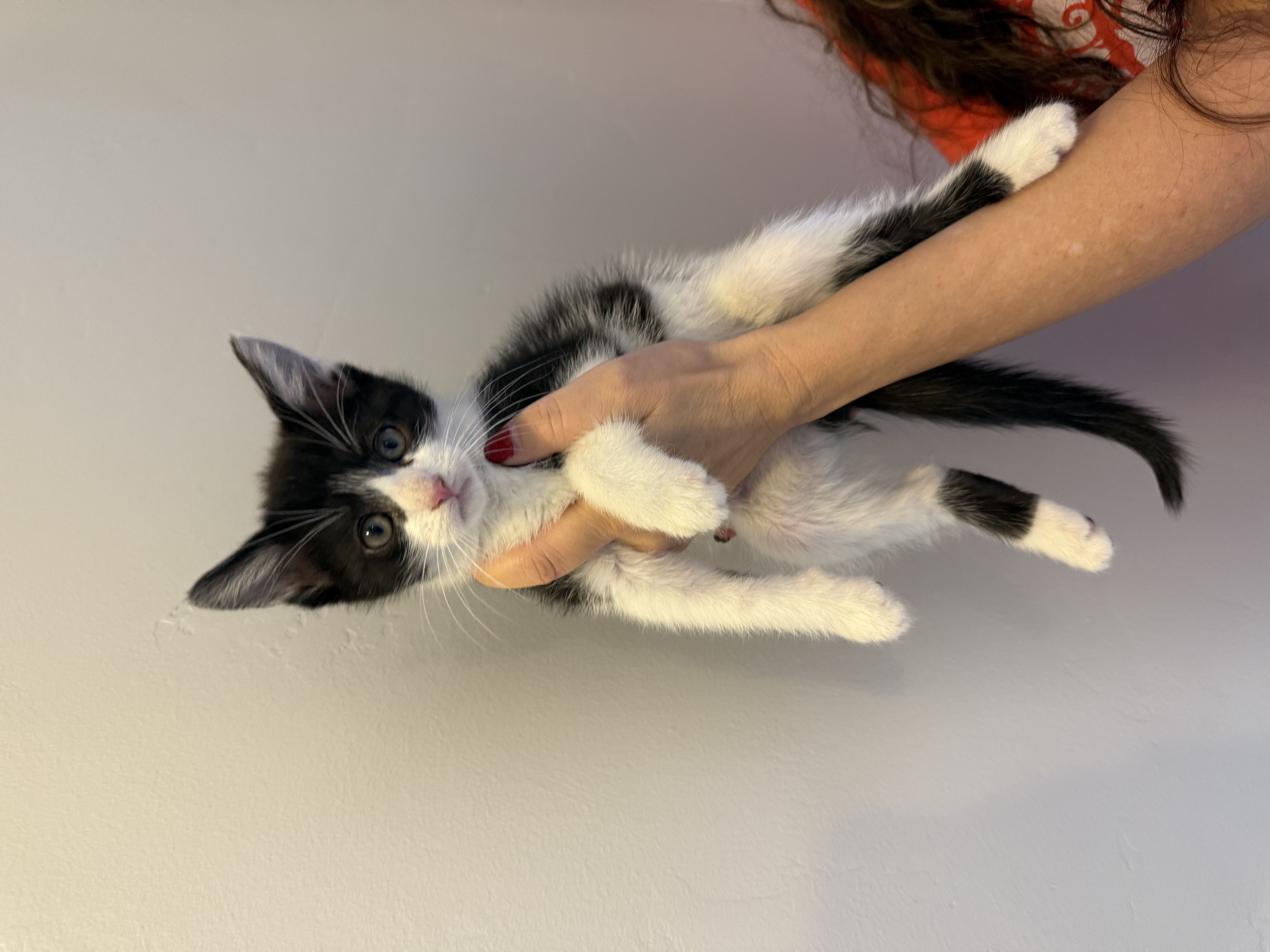 Picture of the Animal Listed