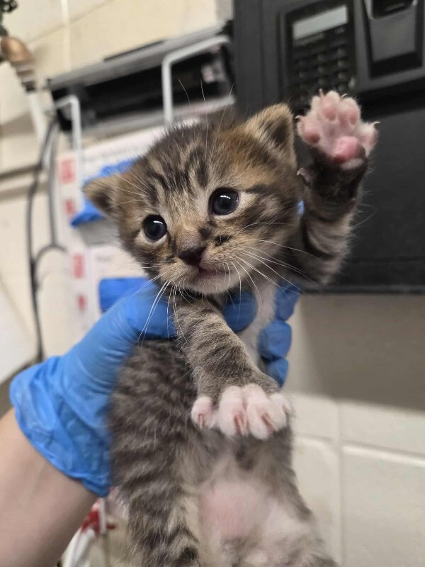 Picture of the Animal Listed