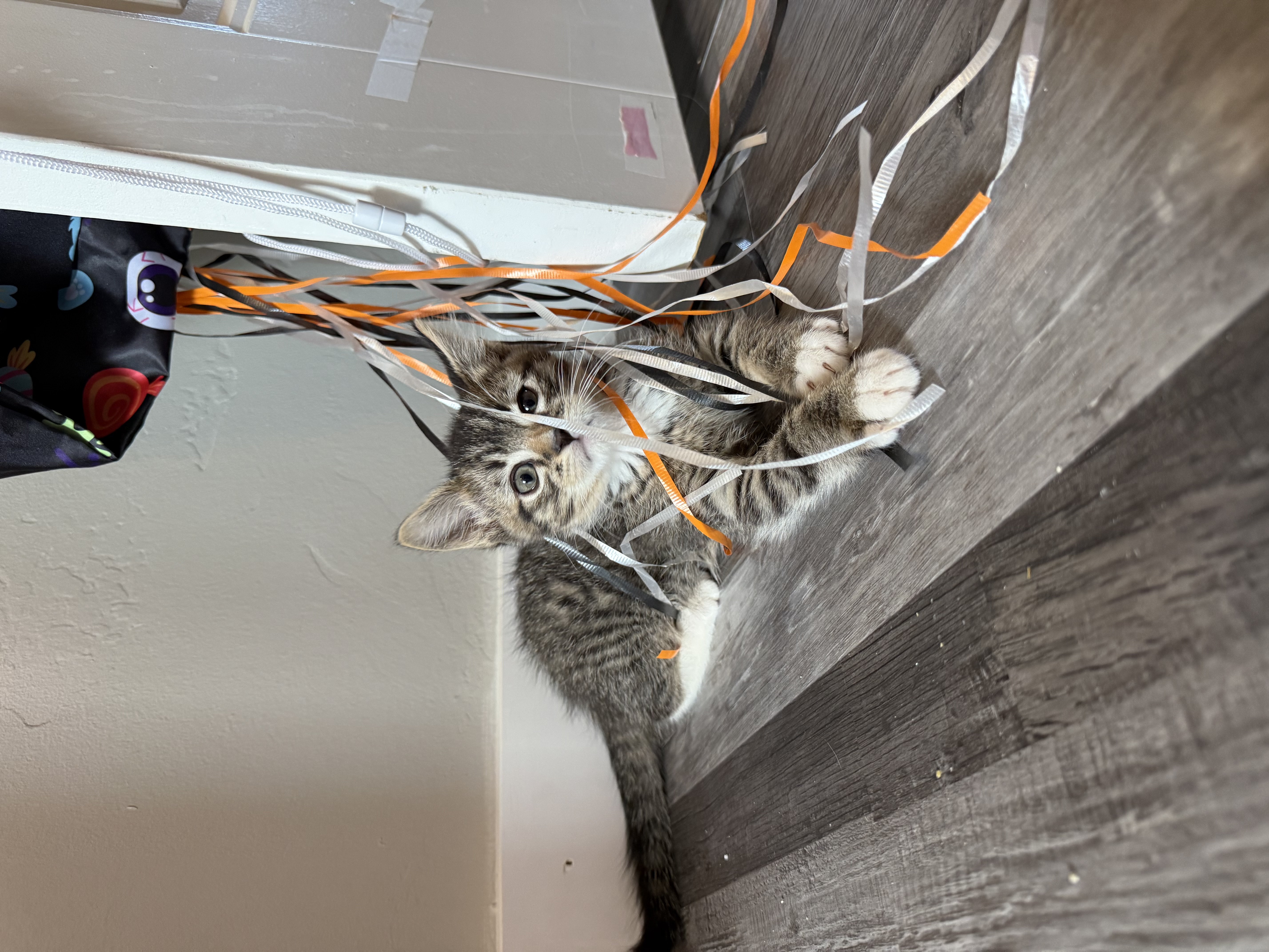 Picture of the Animal Listed