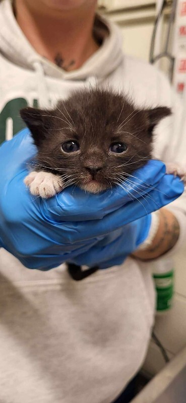 Picture of the Animal Listed