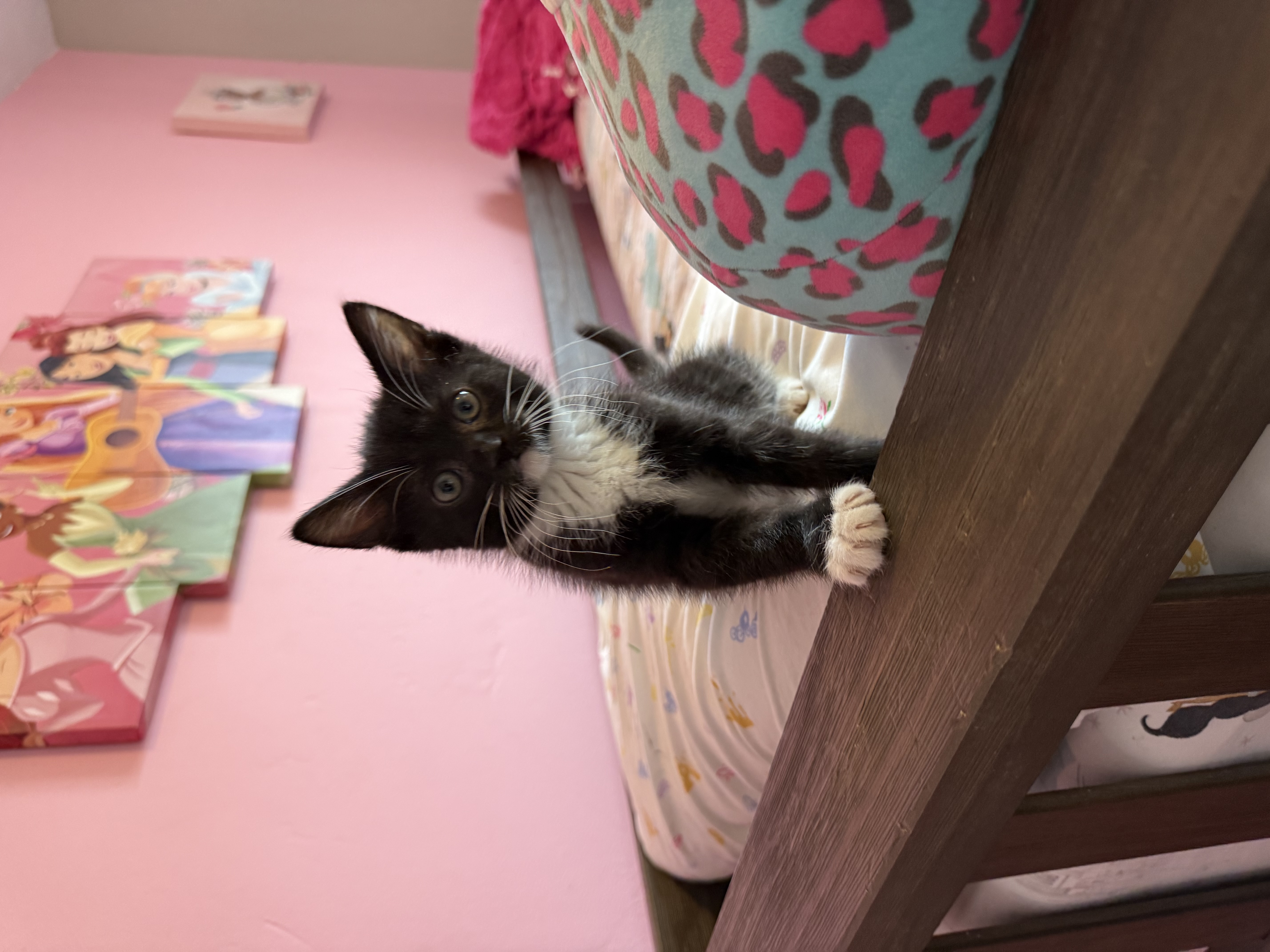 Picture of the Animal Listed