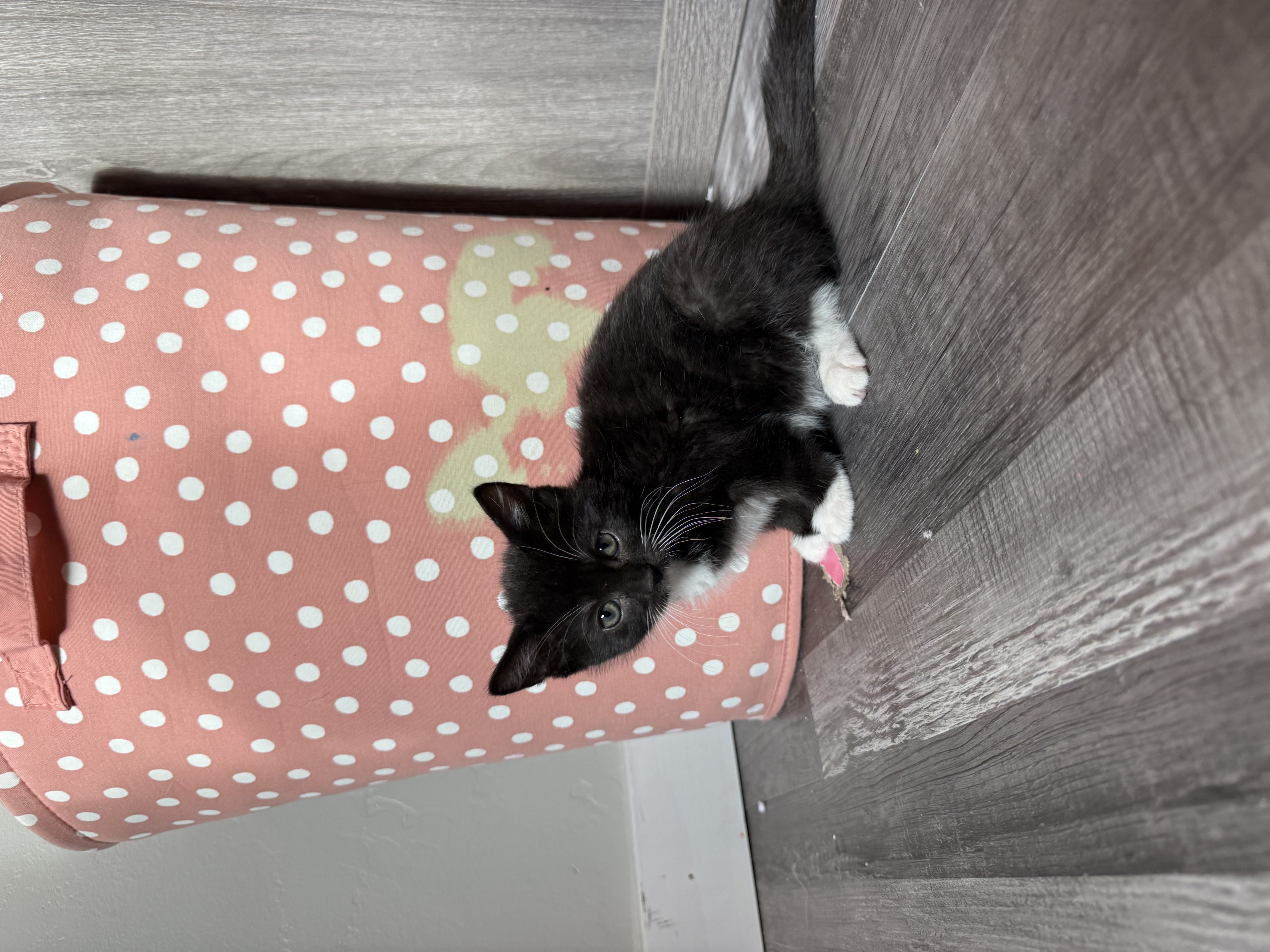 Picture of the Animal Listed