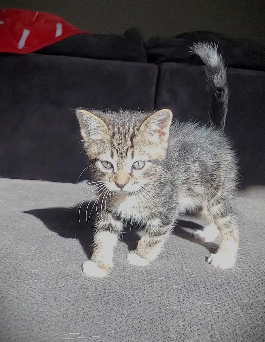 Picture of the Animal Listed