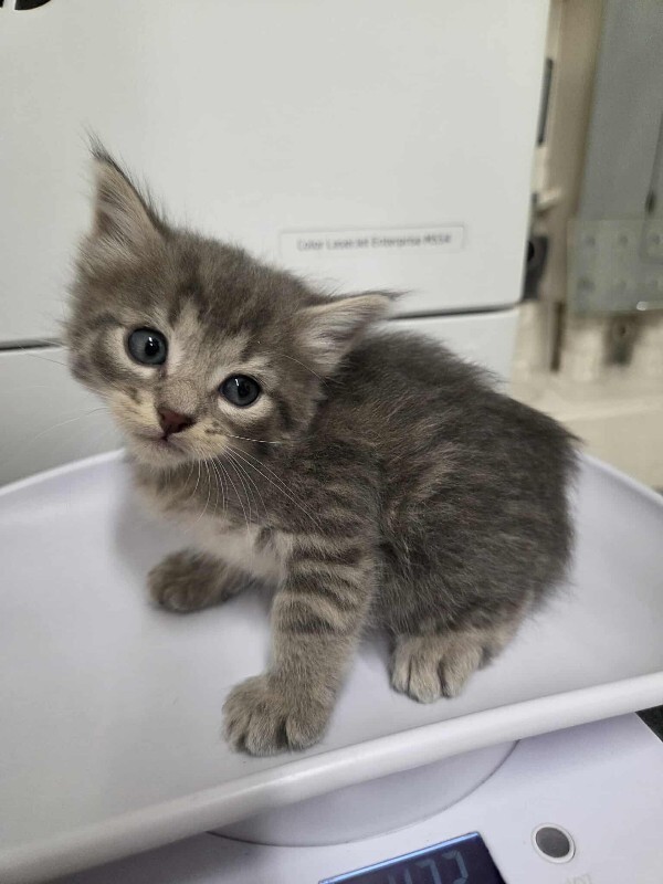 Picture of the Animal Listed