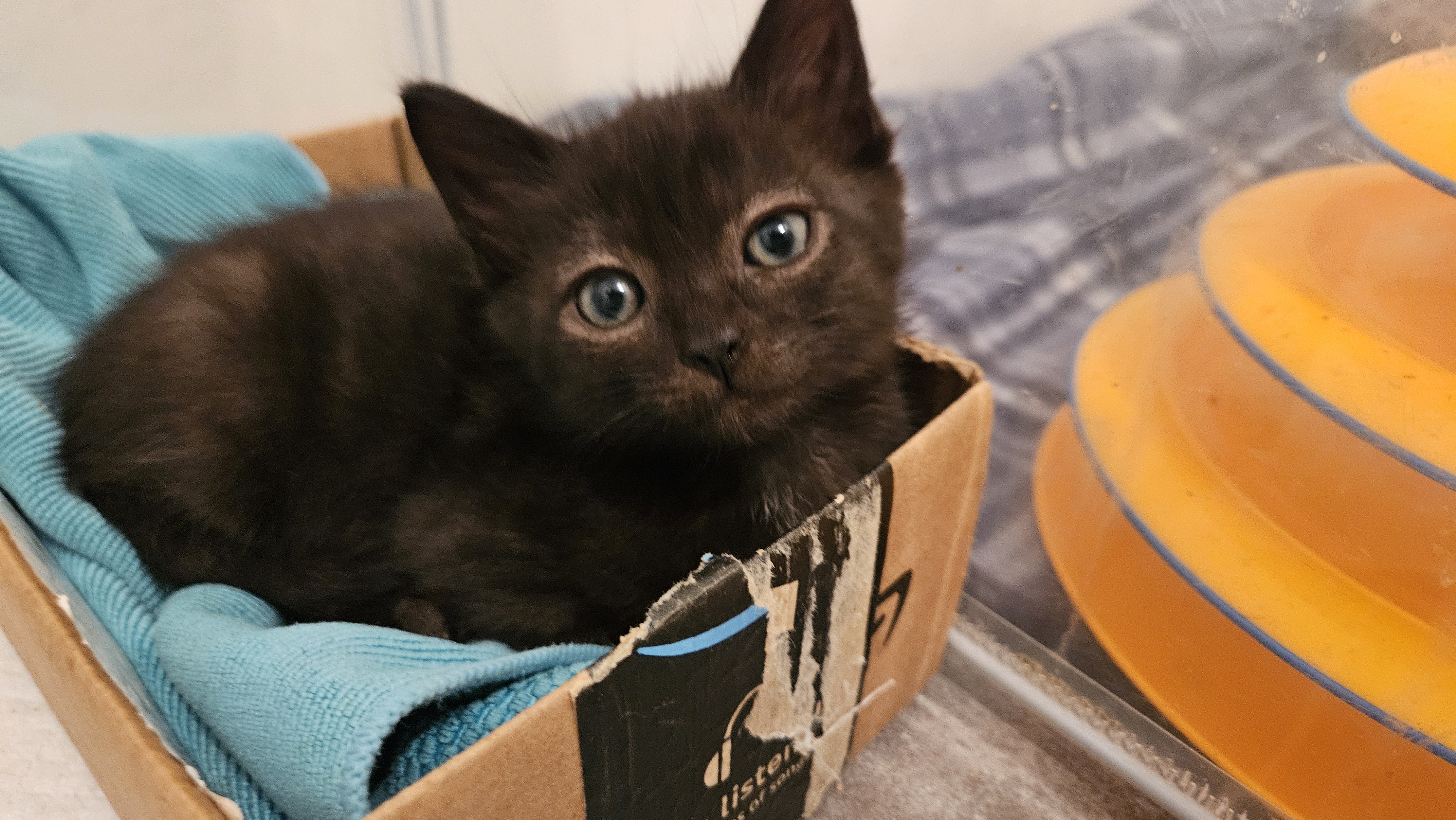 Picture of the Animal Listed