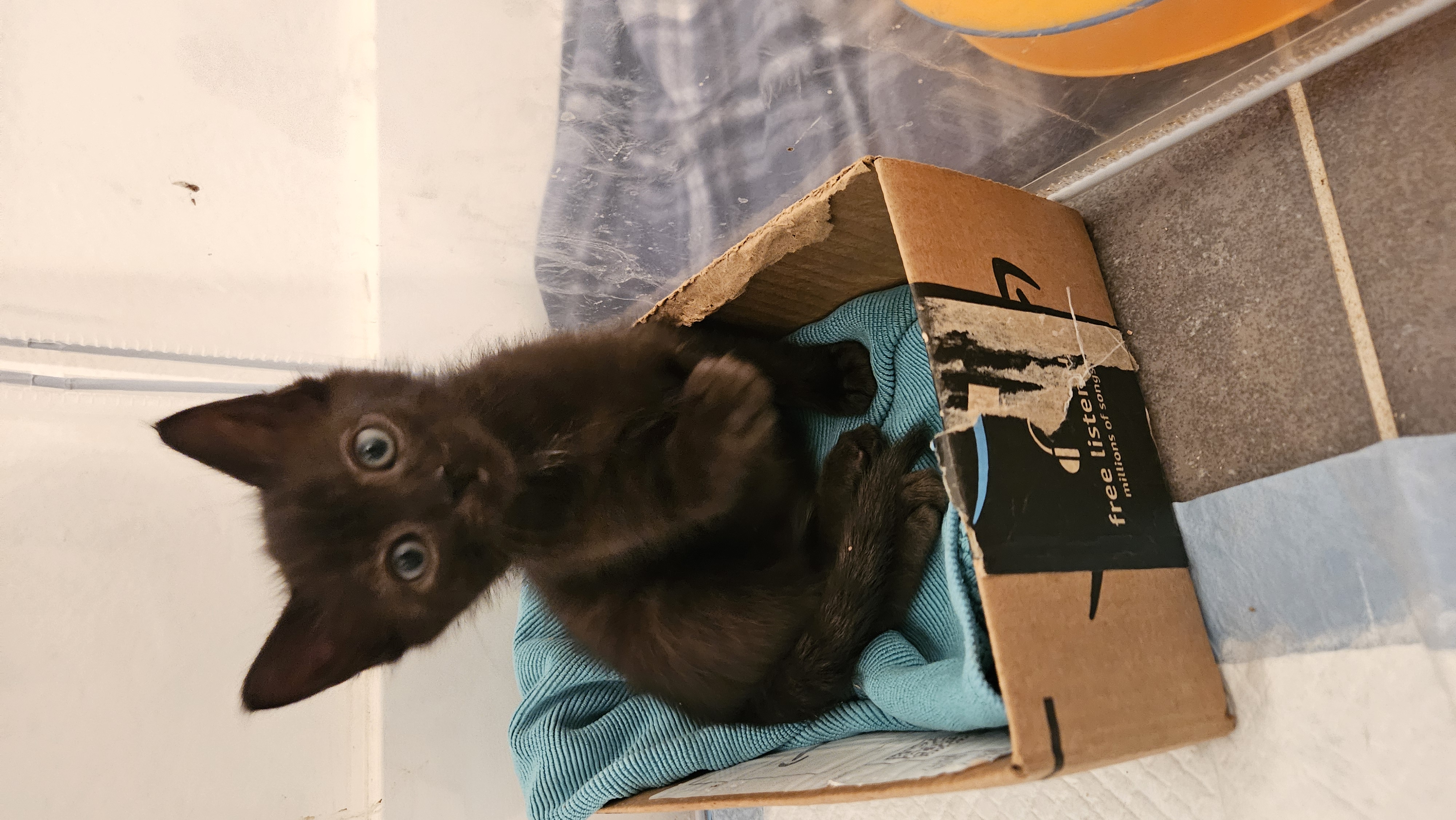 Picture of the Animal Listed