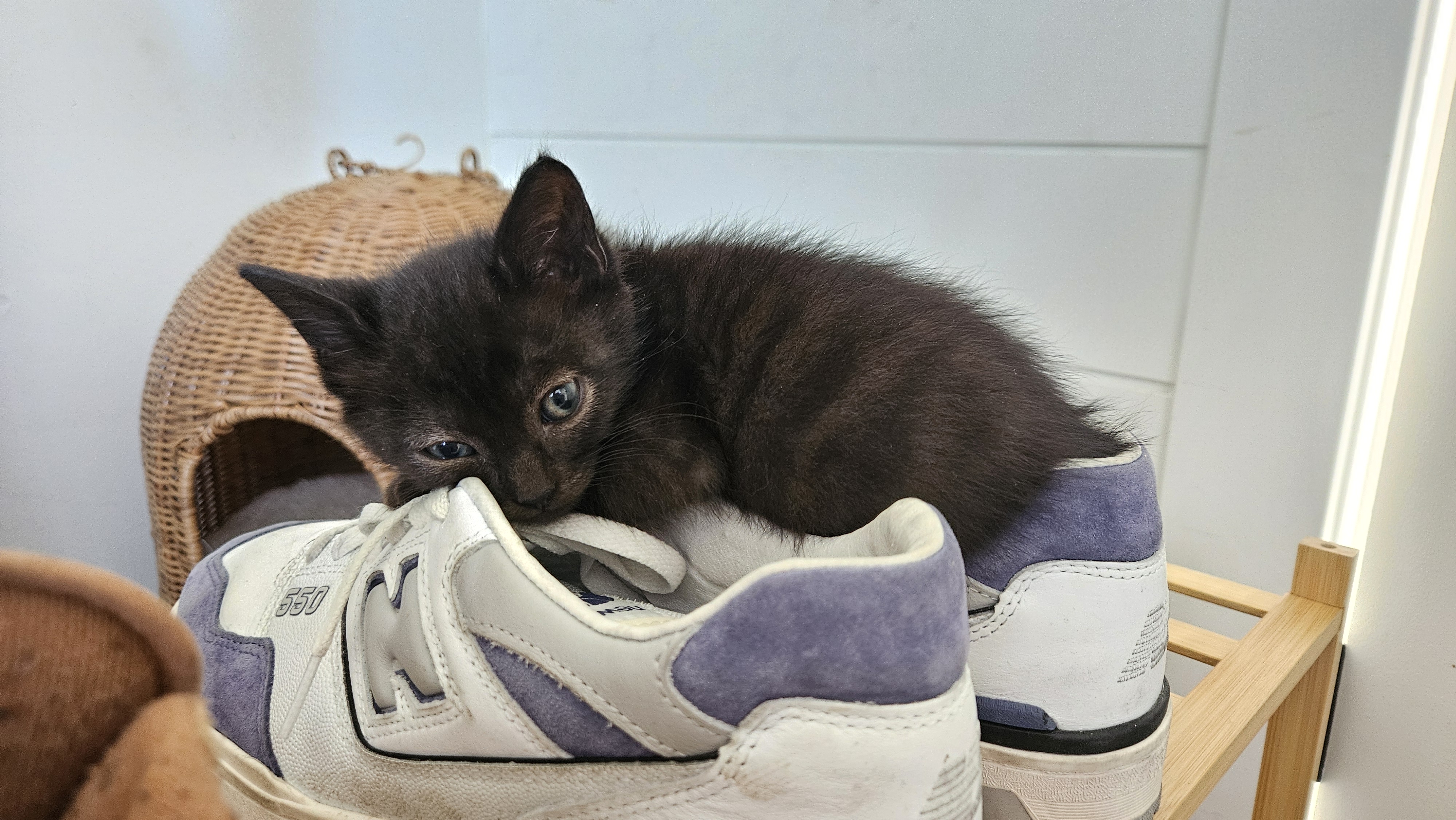 Picture of the Animal Listed