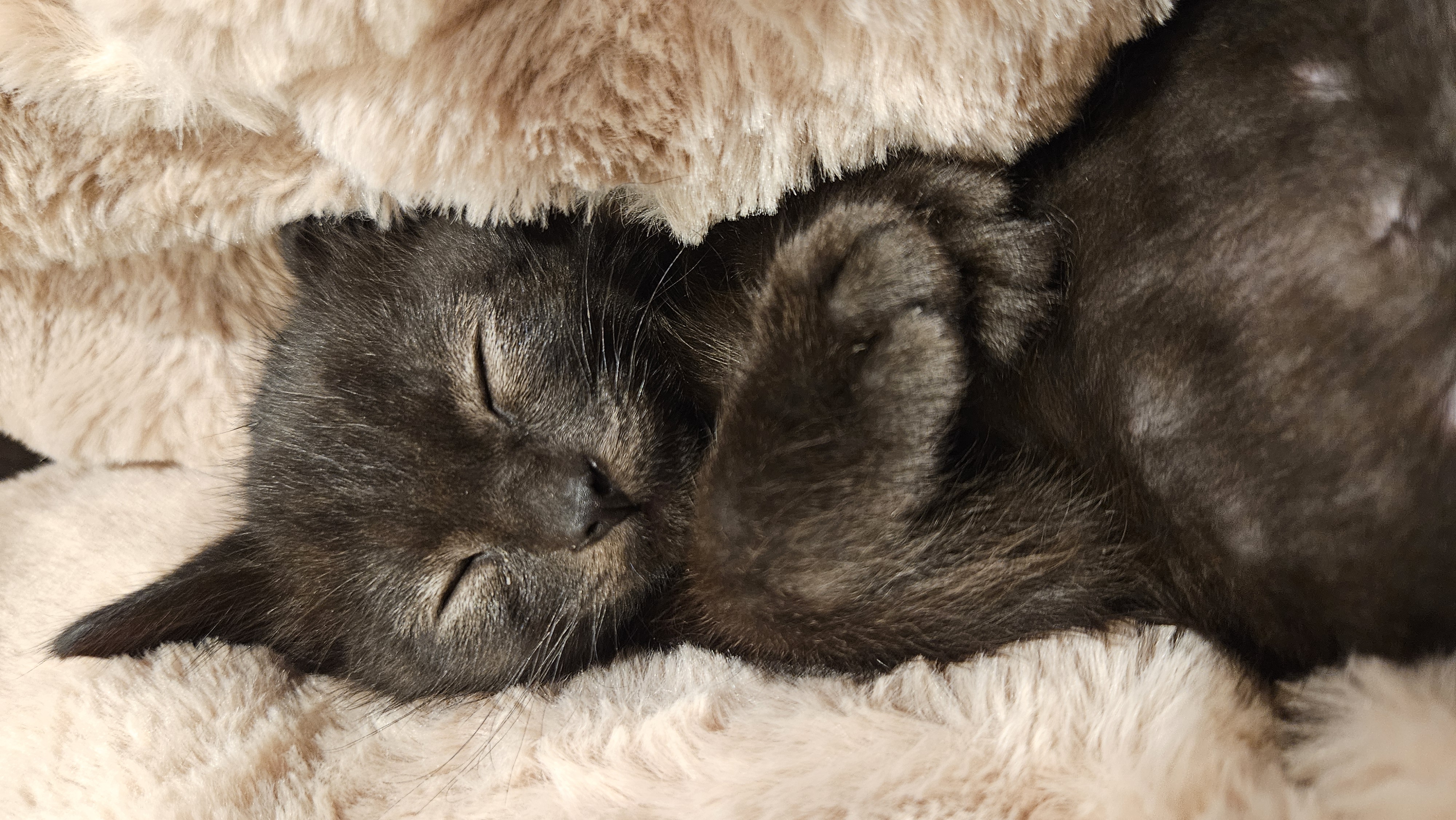 Picture of the Animal Listed