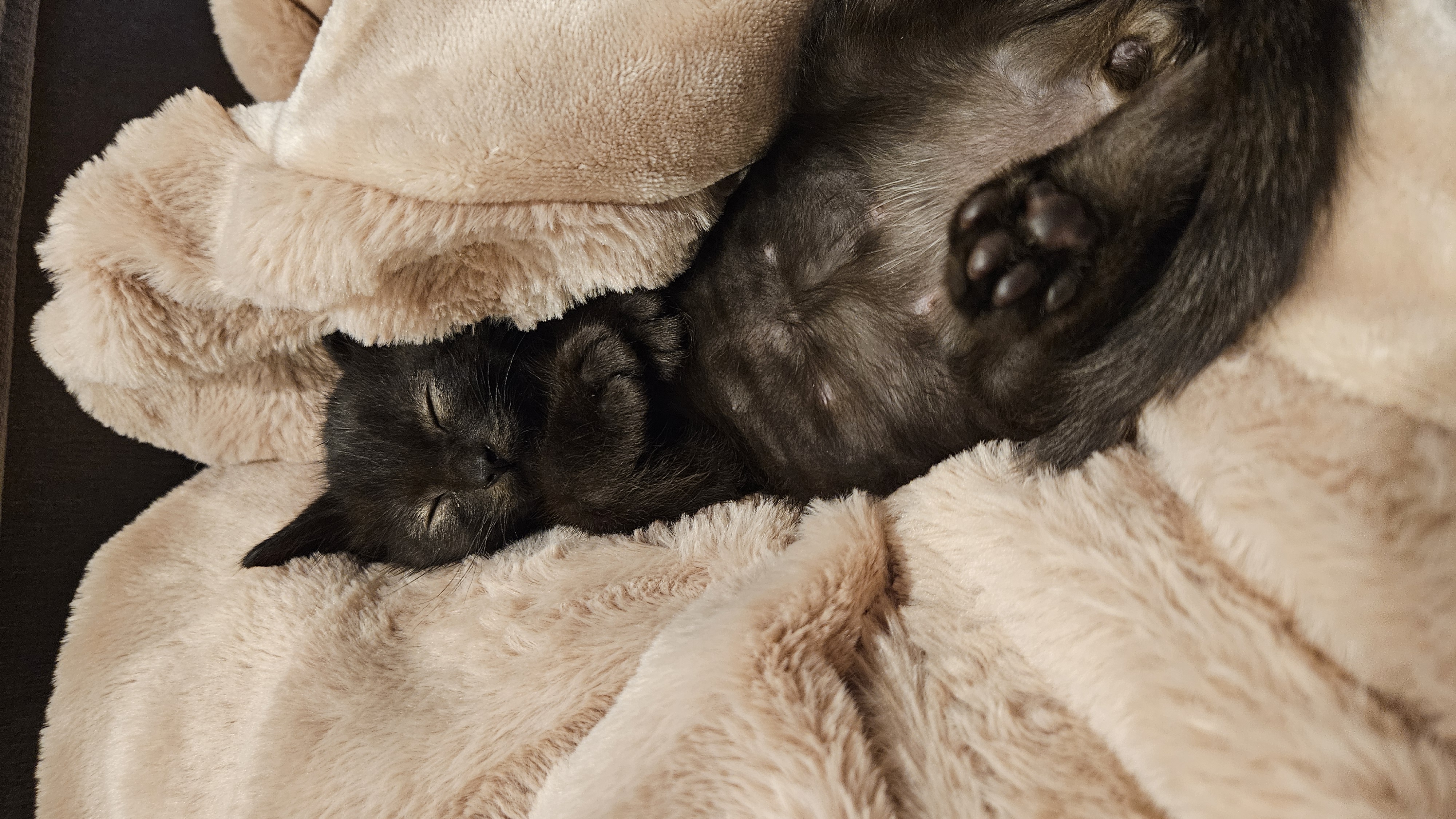 Picture of the Animal Listed