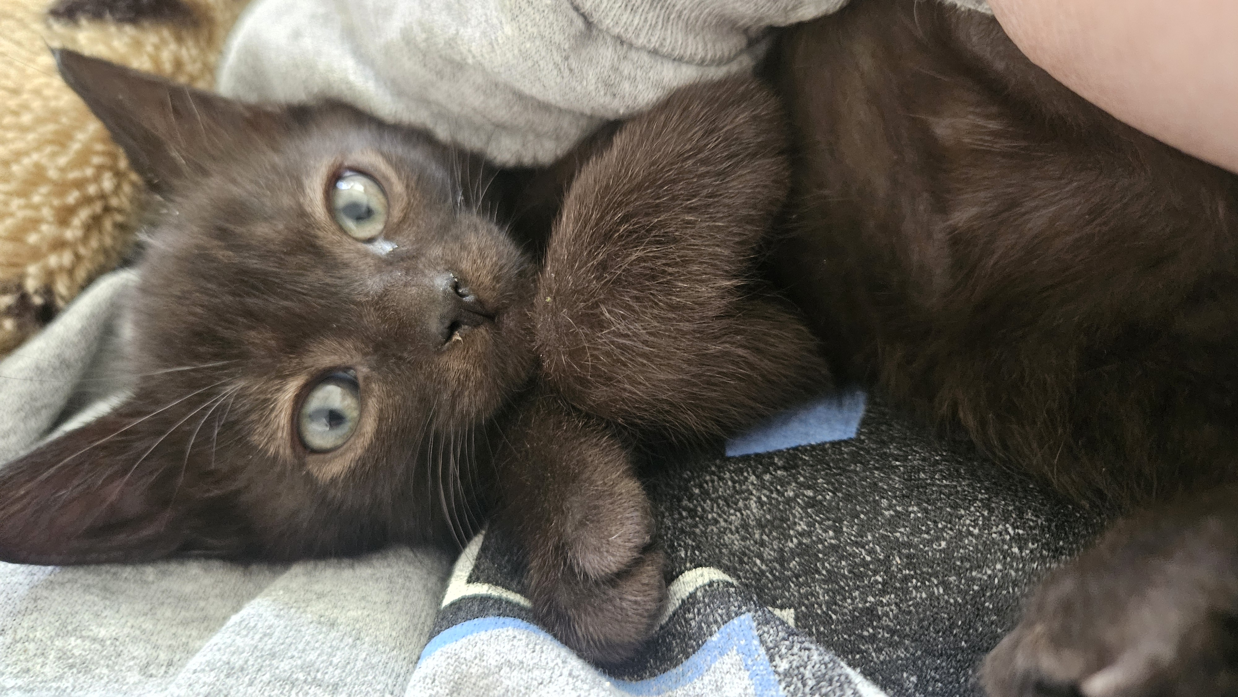 Picture of the Animal Listed