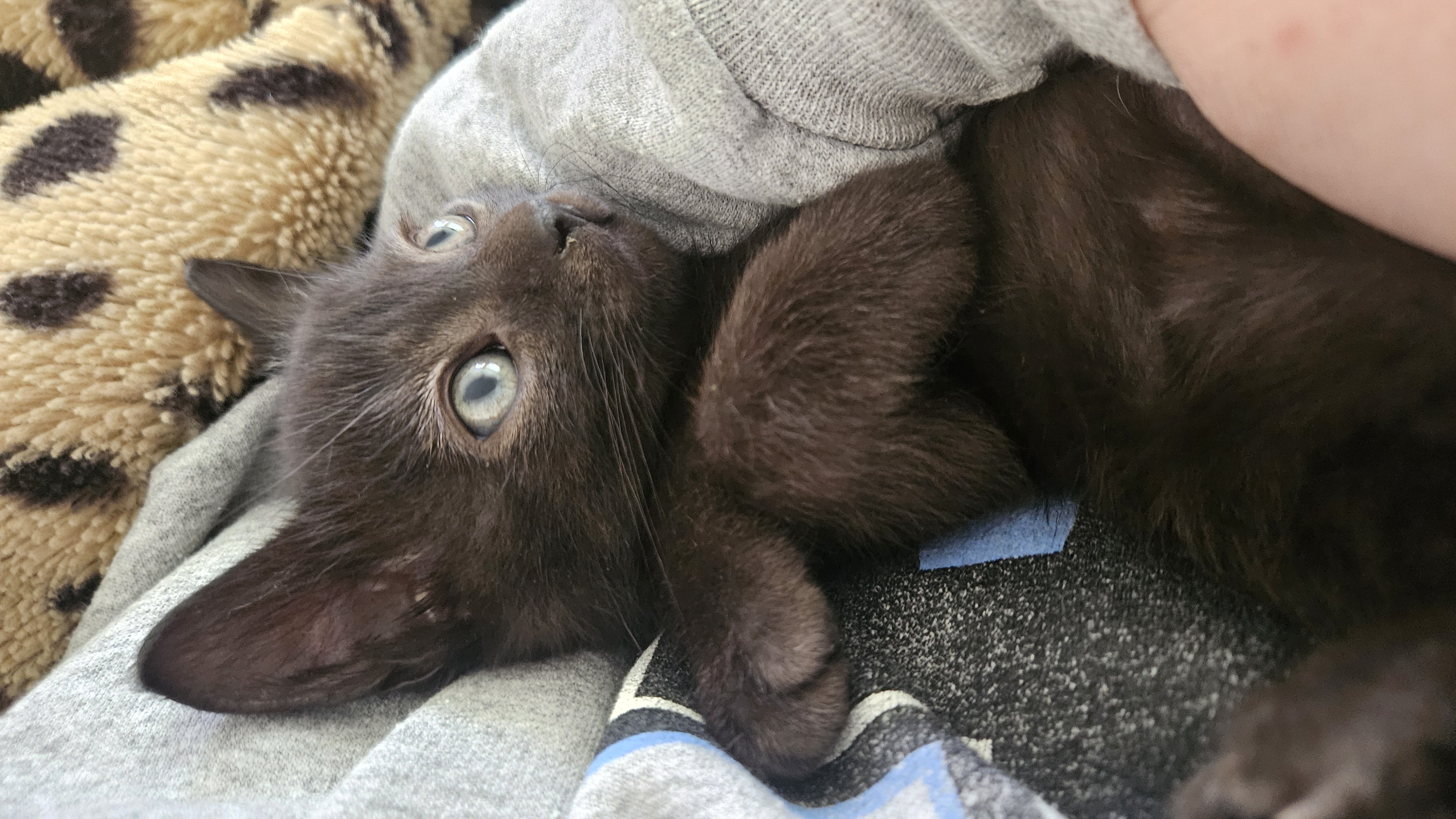 Picture of the Animal Listed