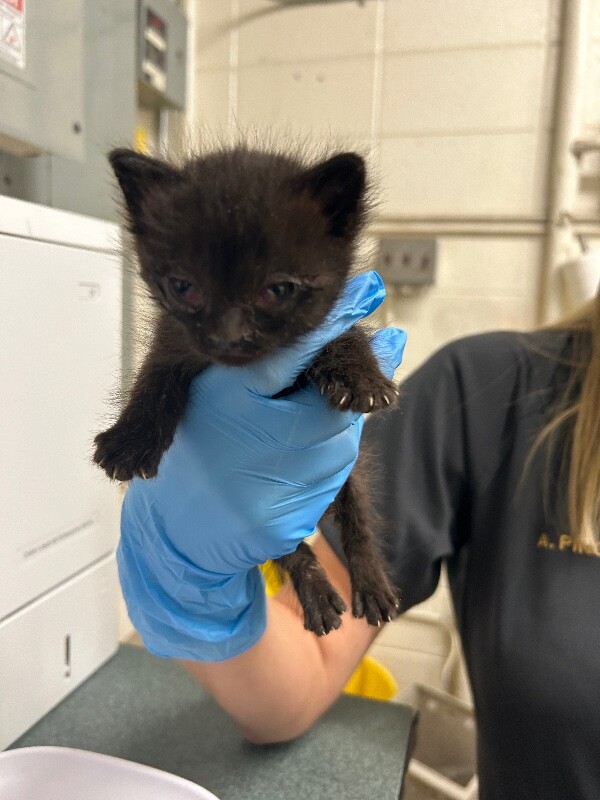 Picture of the Animal Listed