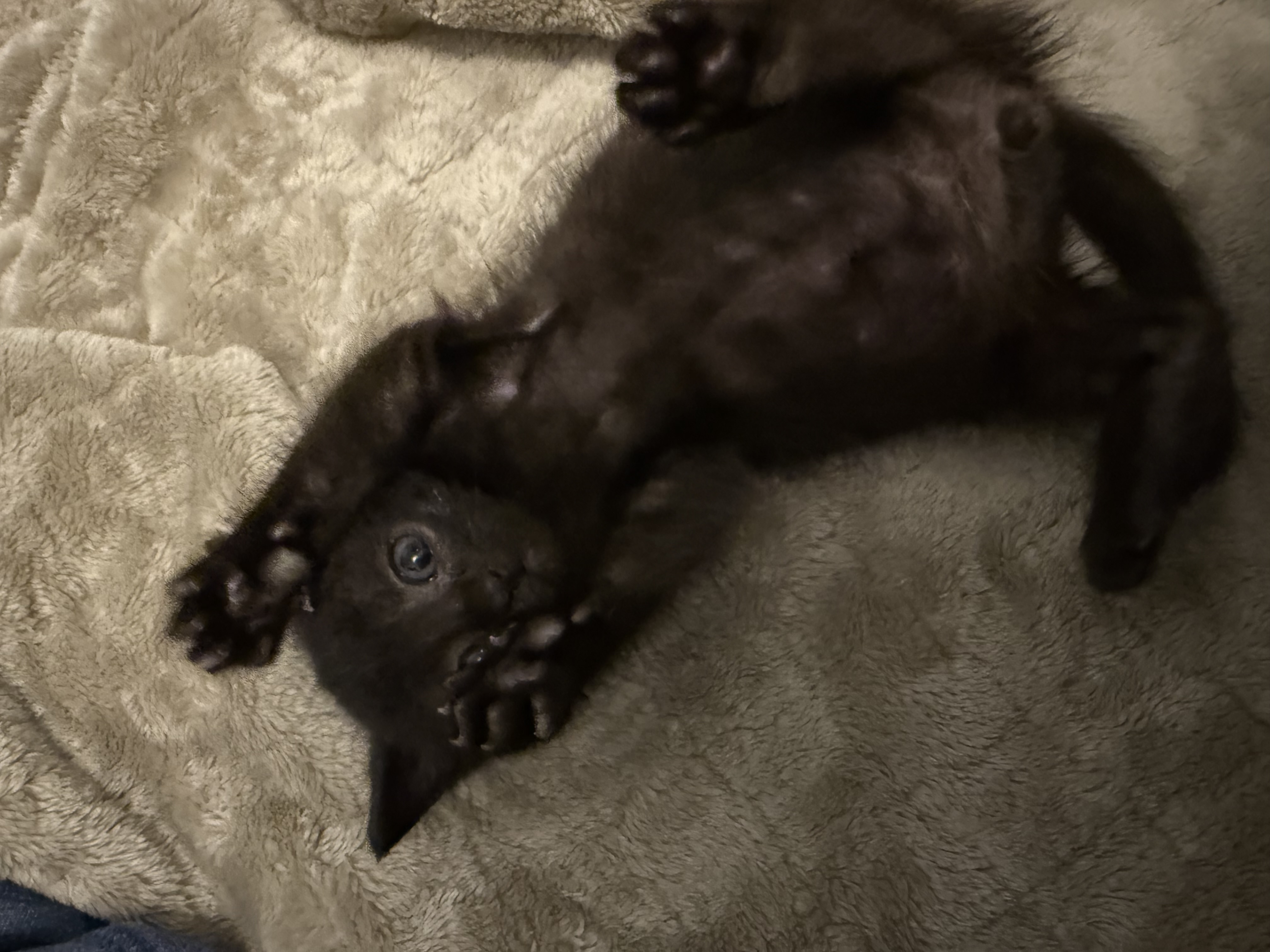 Picture of the Animal Listed