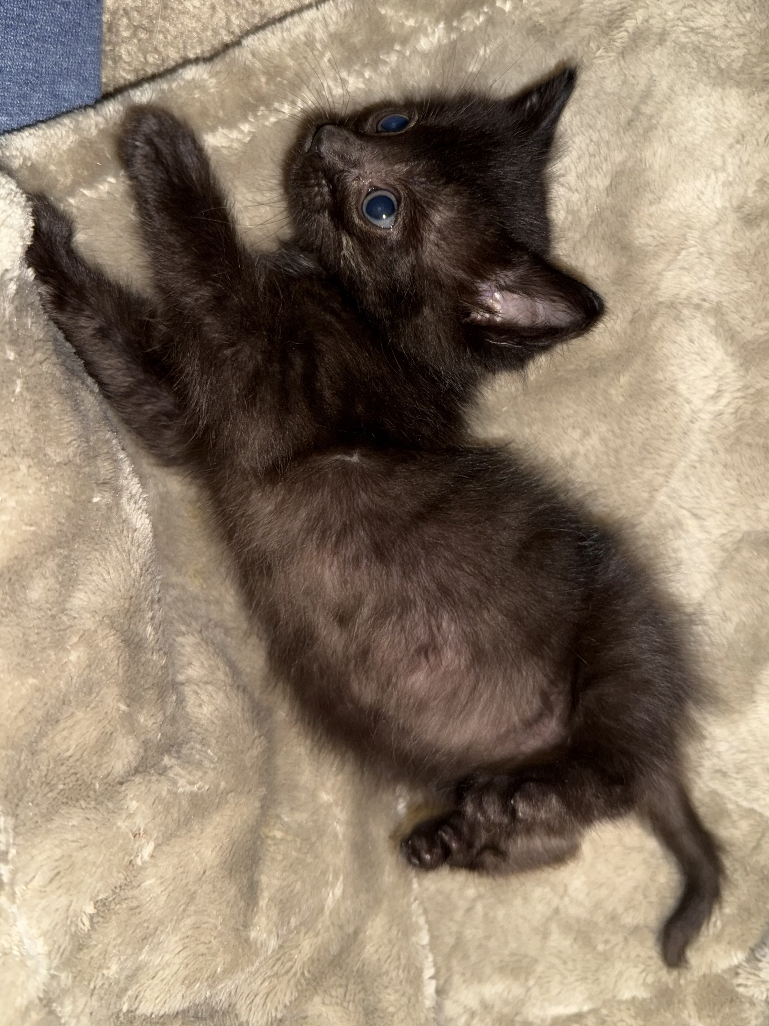 Picture of the Animal Listed