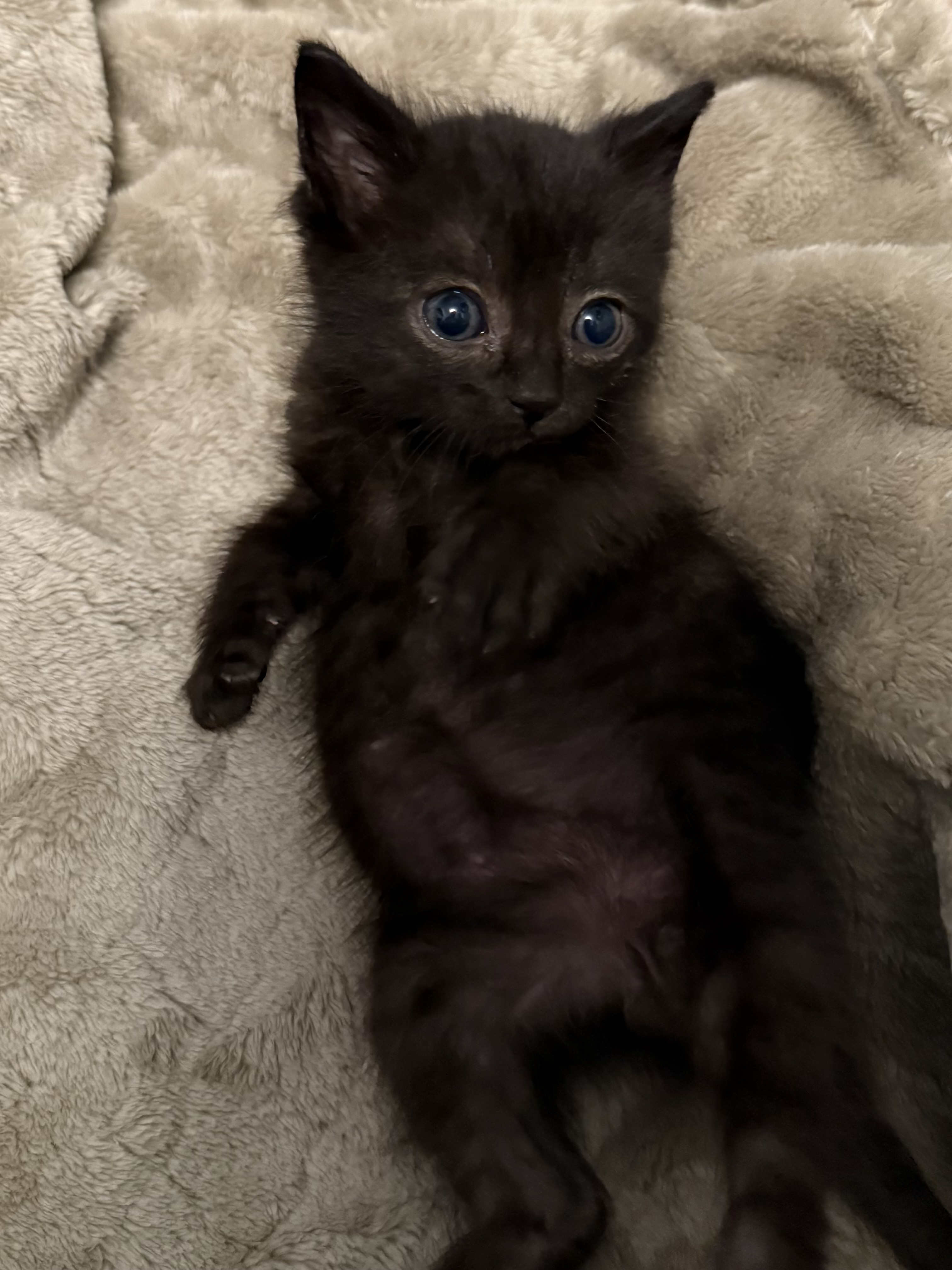 Picture of the Animal Listed