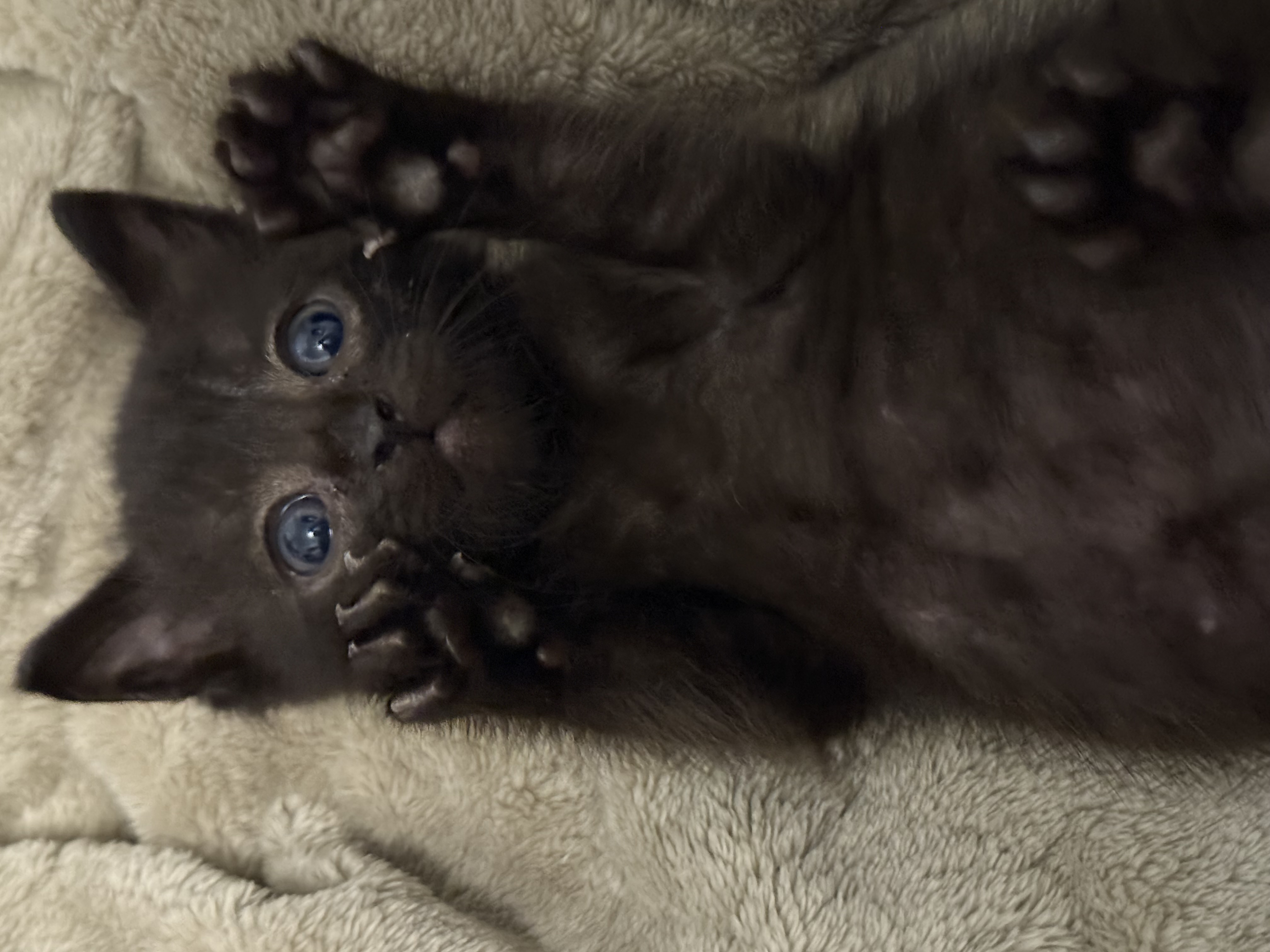 Picture of the Animal Listed