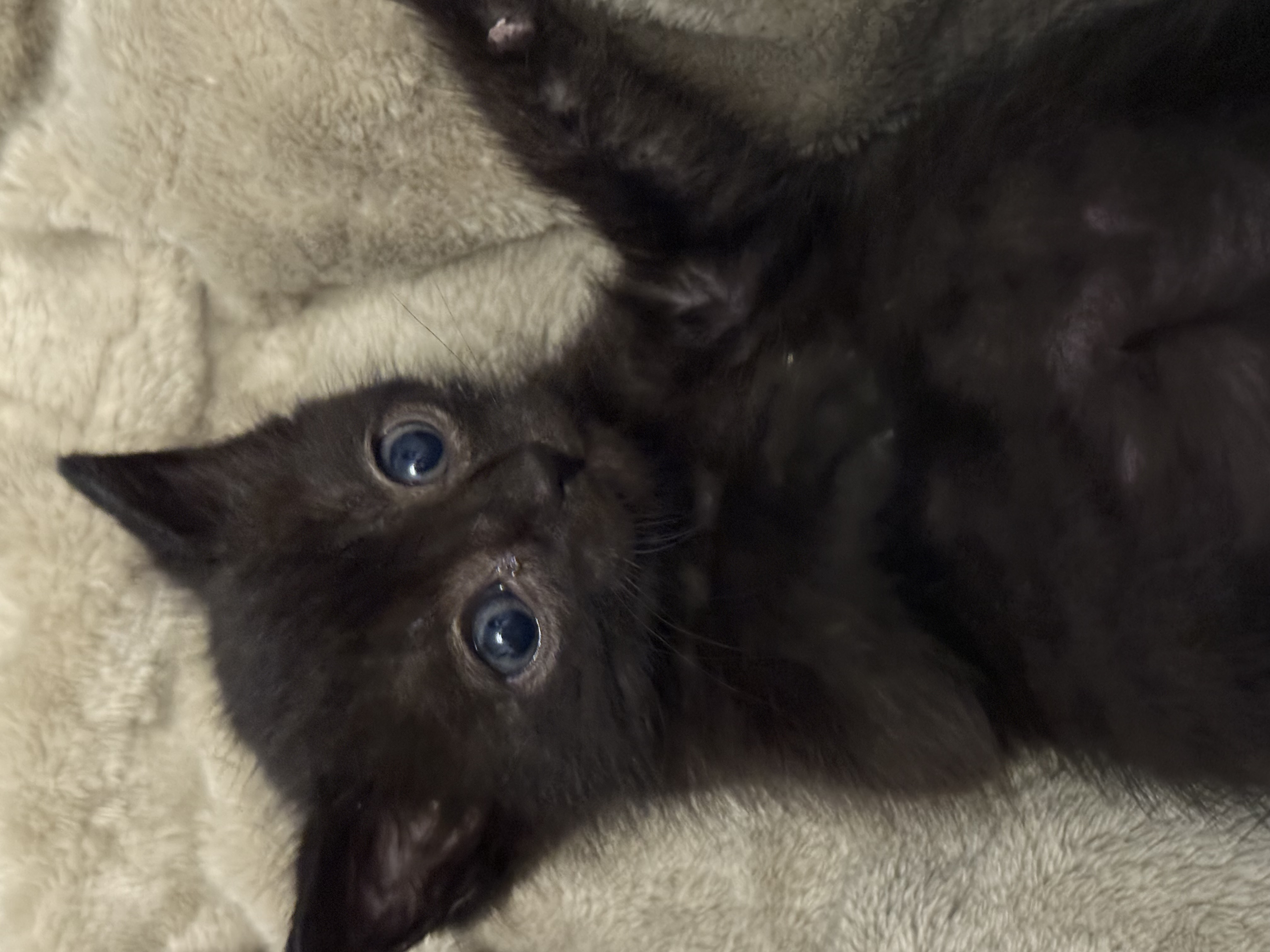 Picture of the Animal Listed