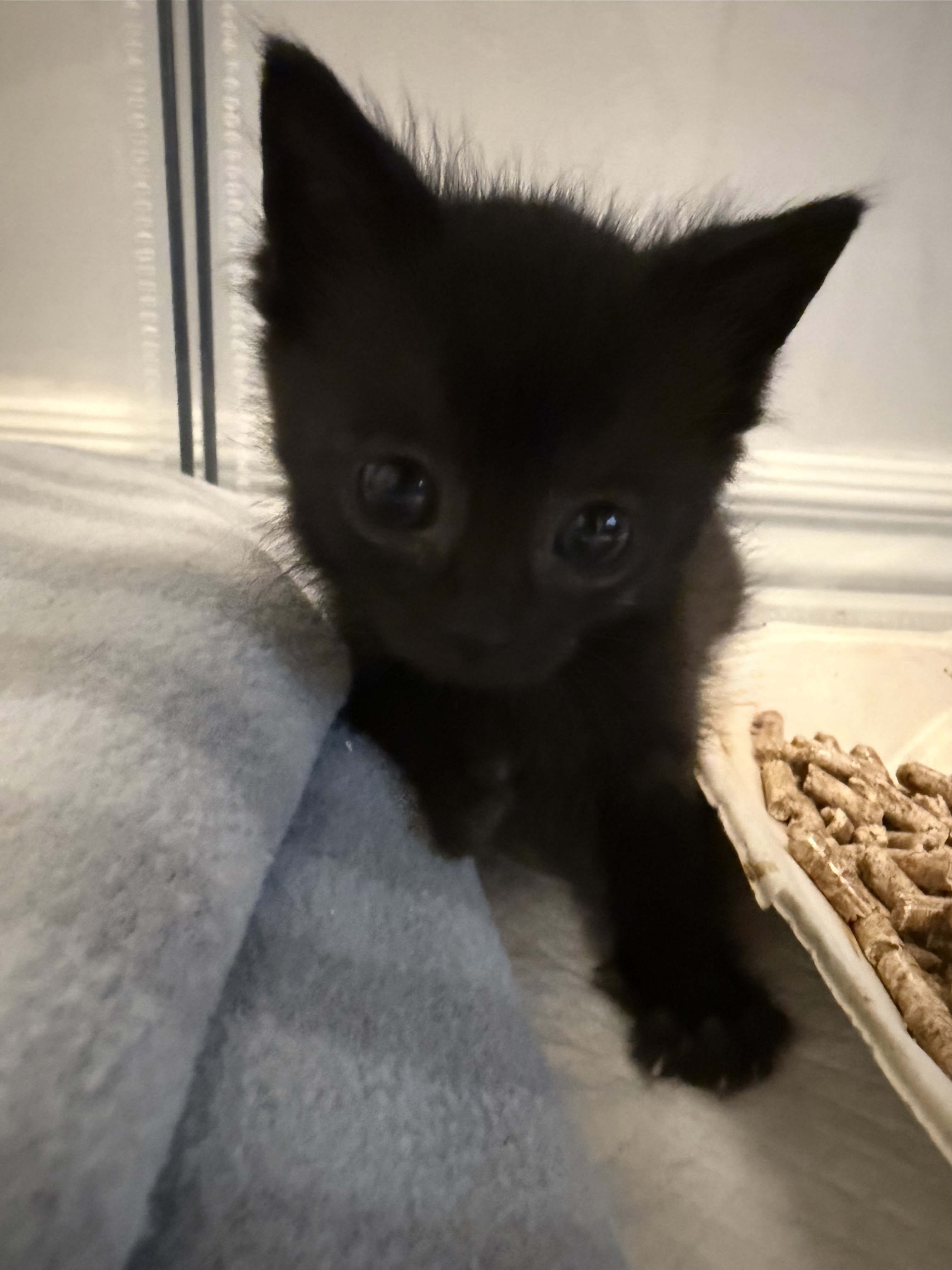 Picture of the Animal Listed