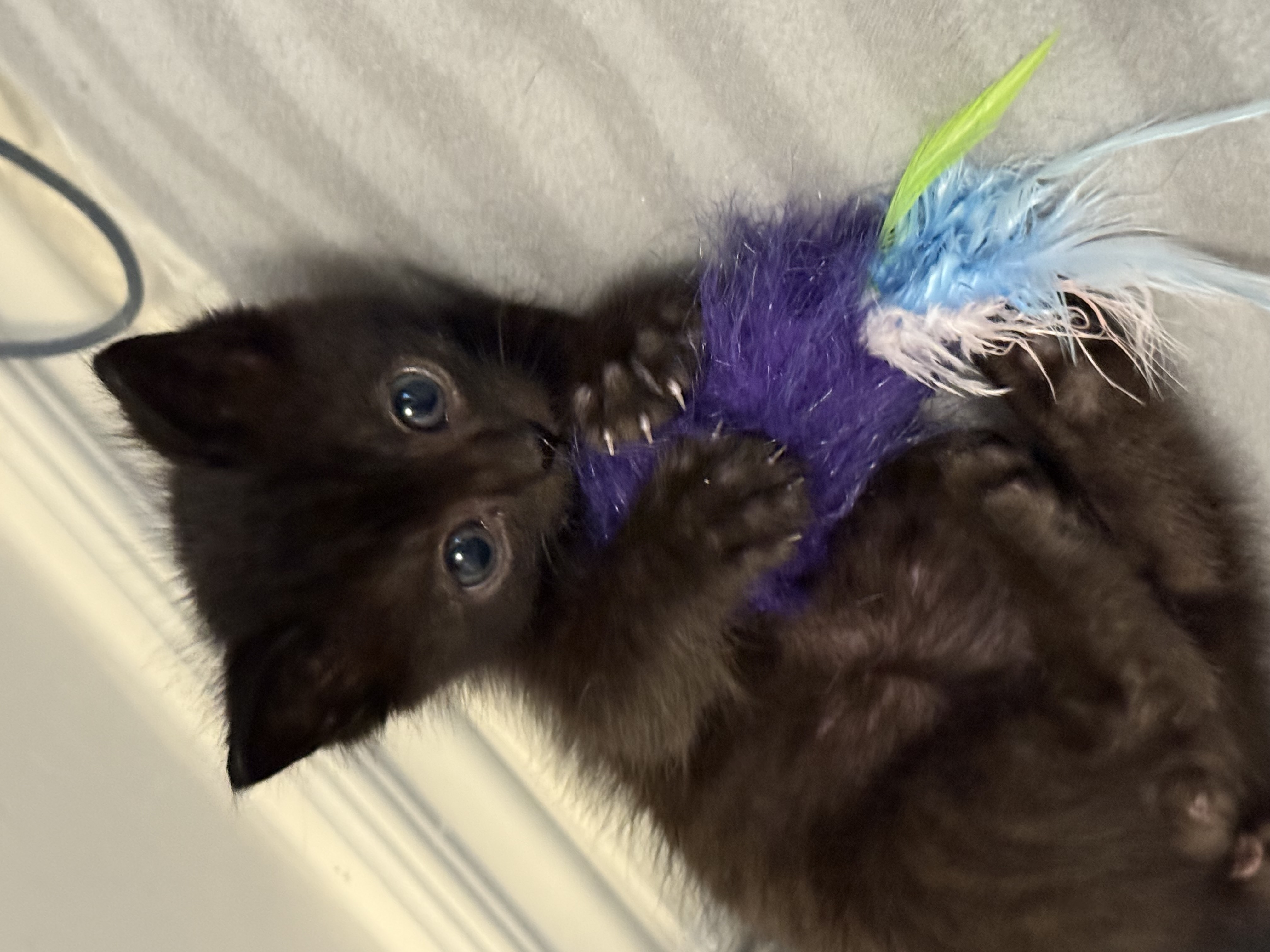 Picture of the Animal Listed