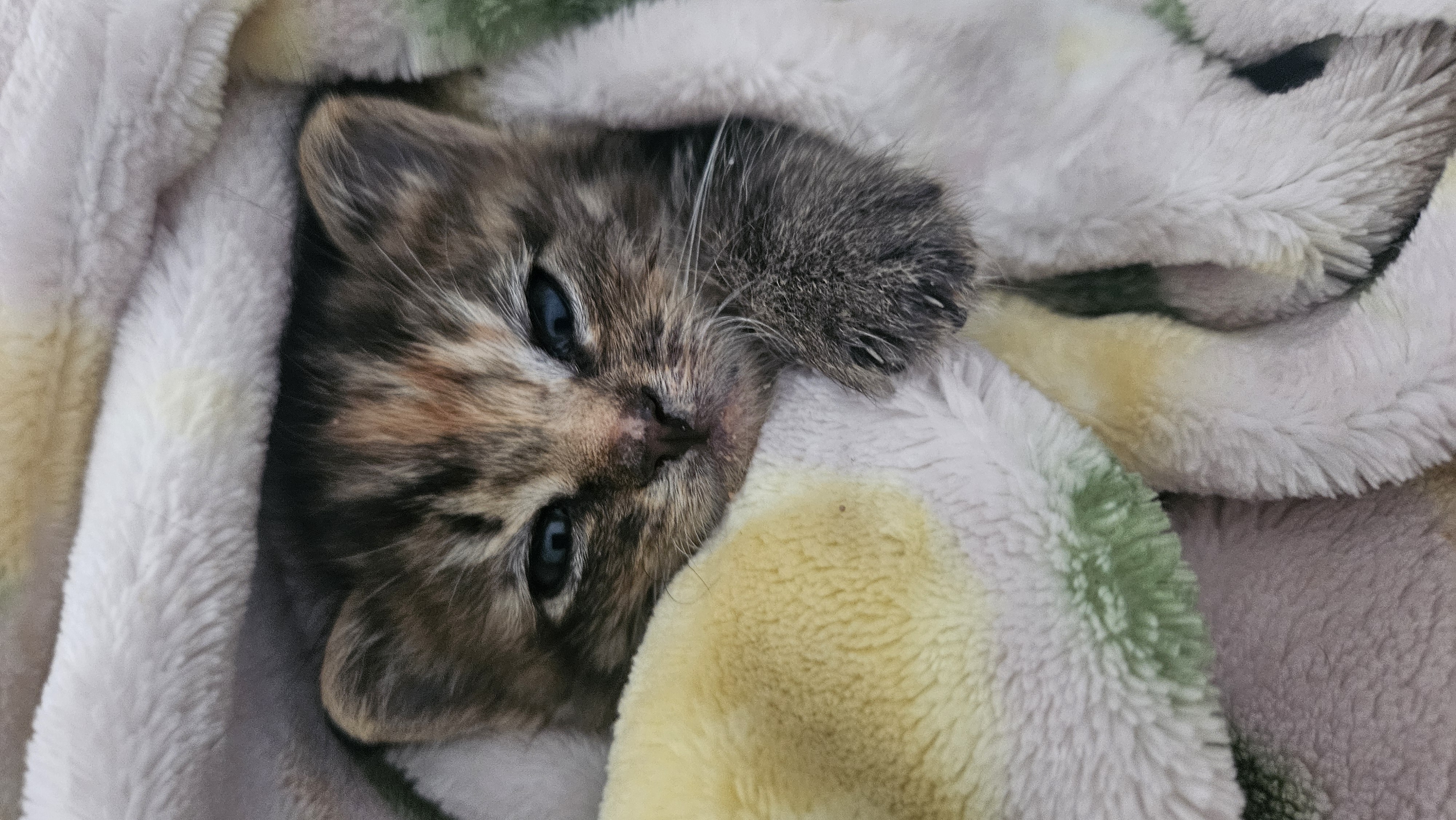 Picture of the Animal Listed