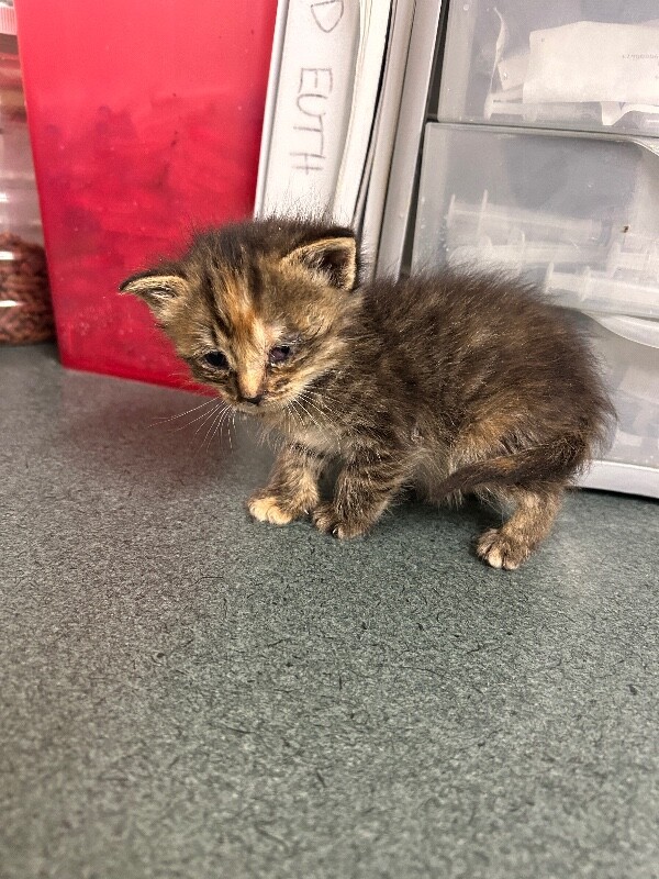 Picture of the Animal Listed