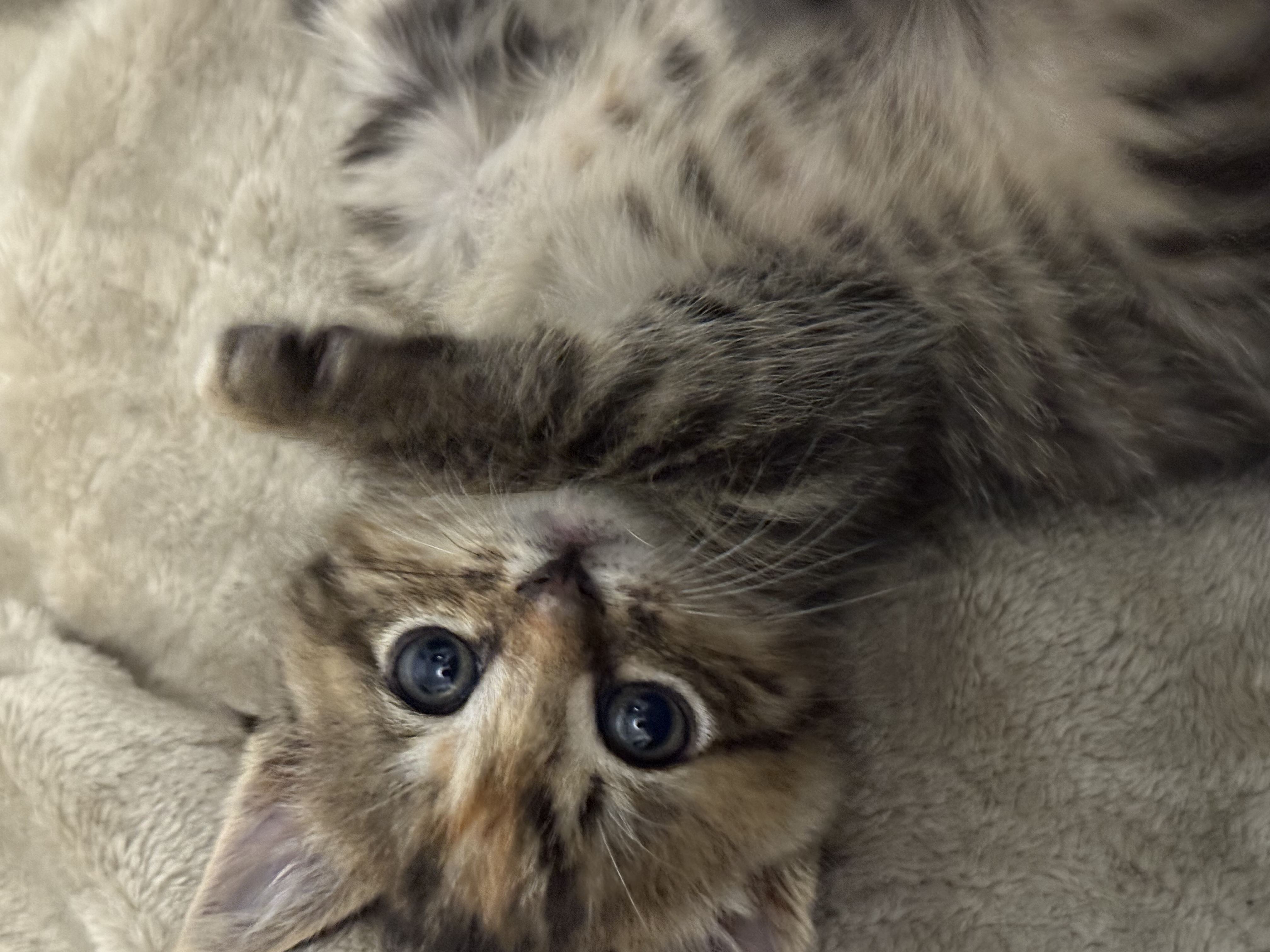 Picture of the Animal Listed