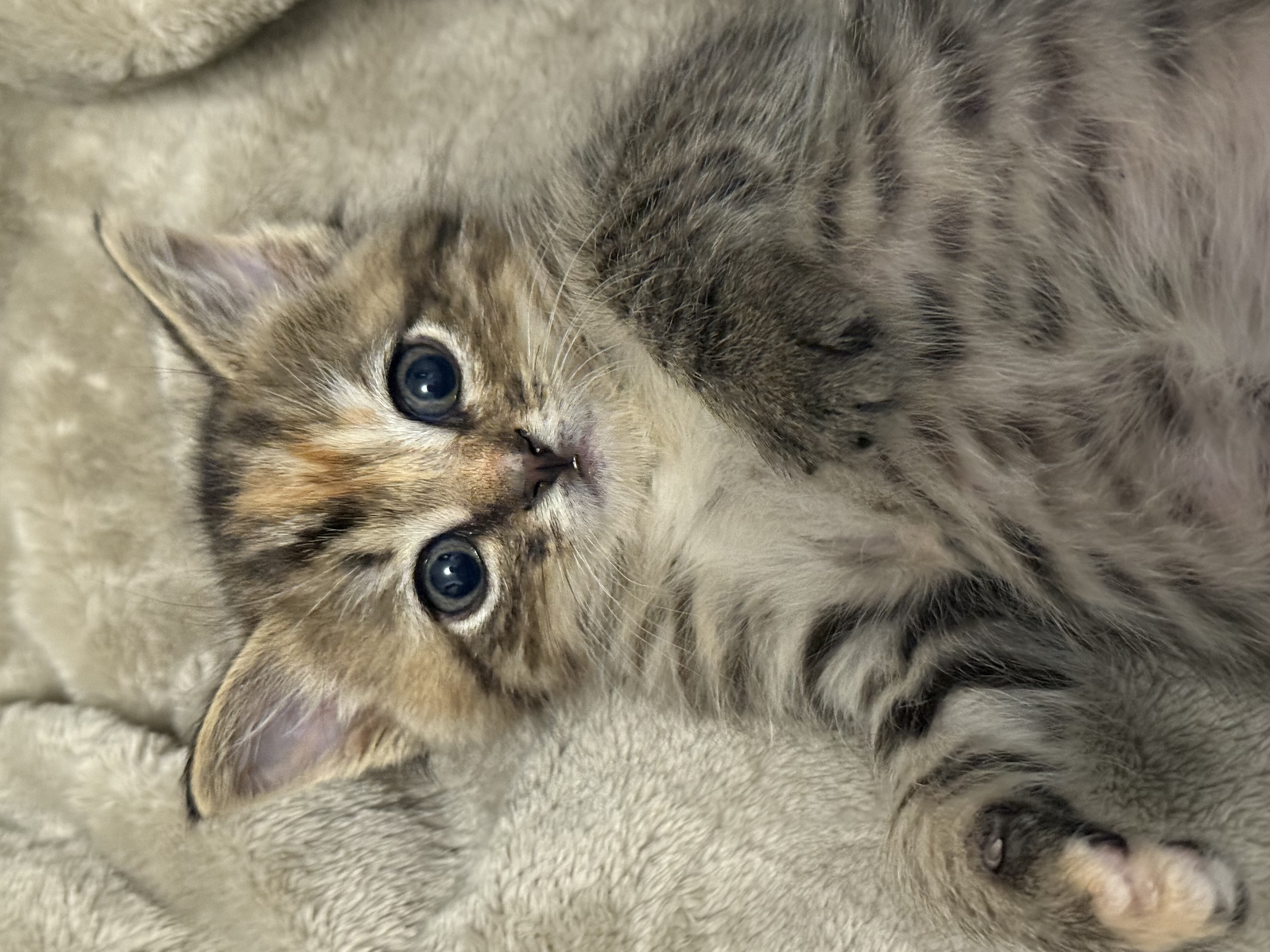 Picture of the Animal Listed