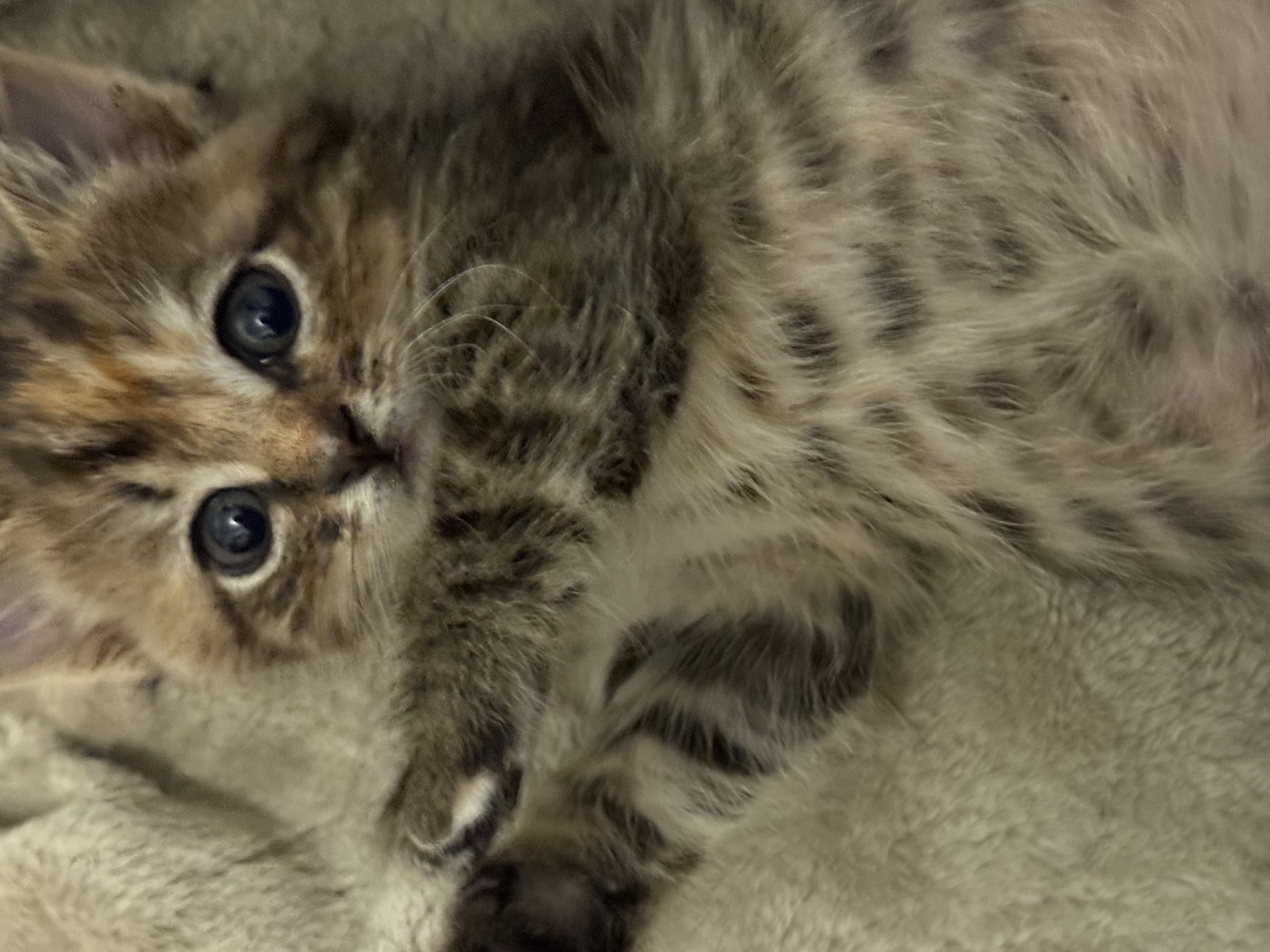 Picture of the Animal Listed