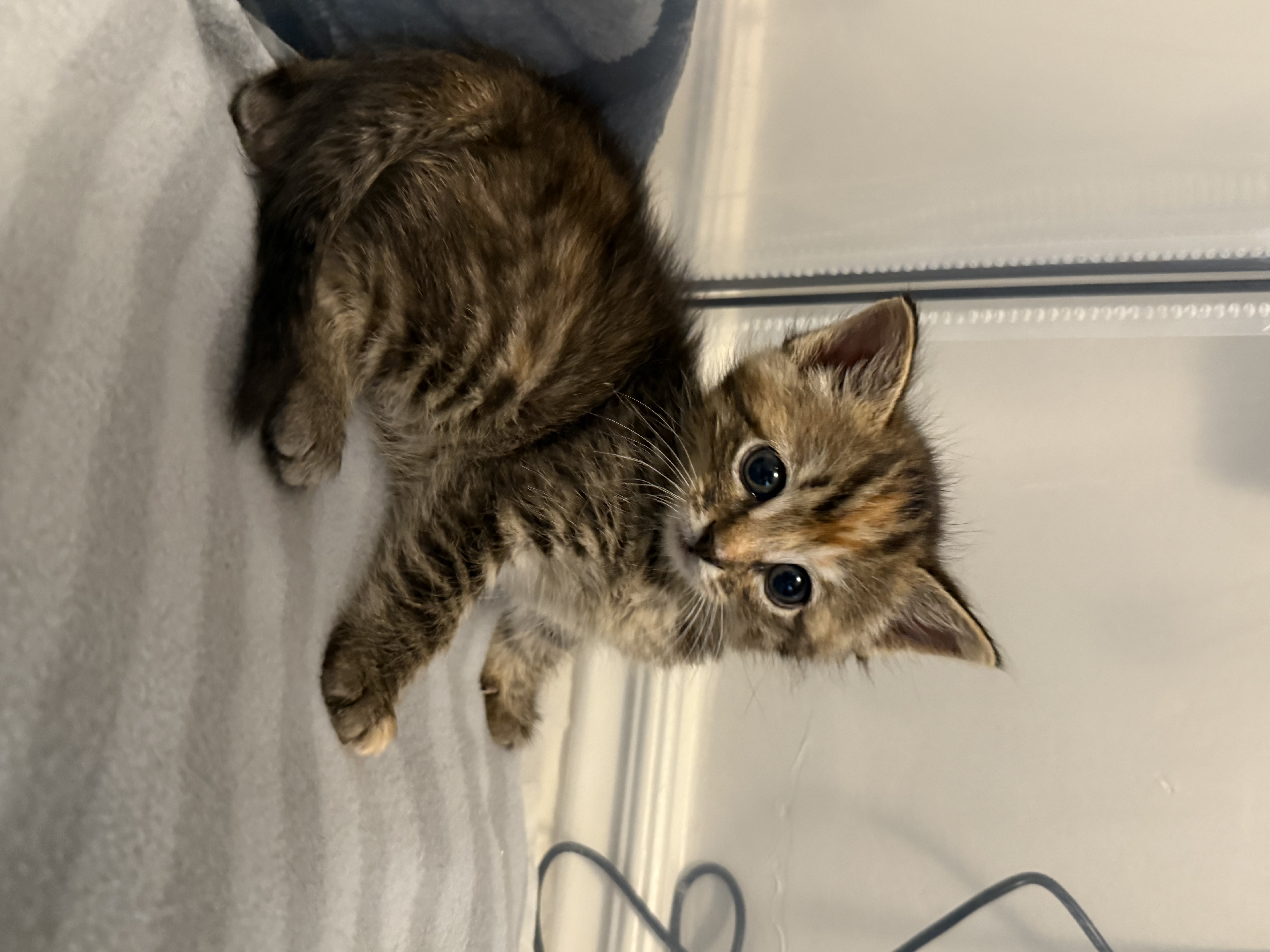 Picture of the Animal Listed