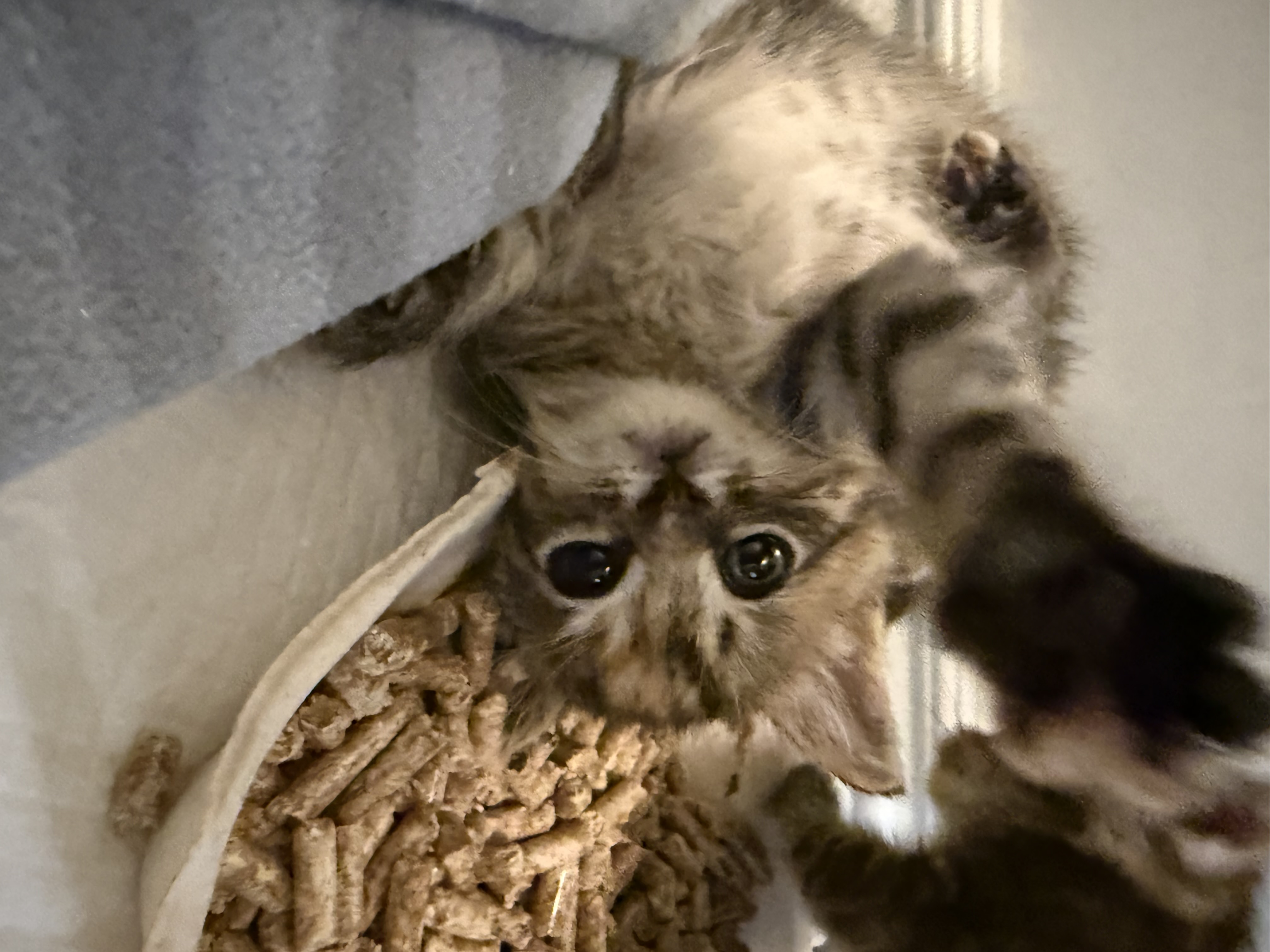 Picture of the Animal Listed