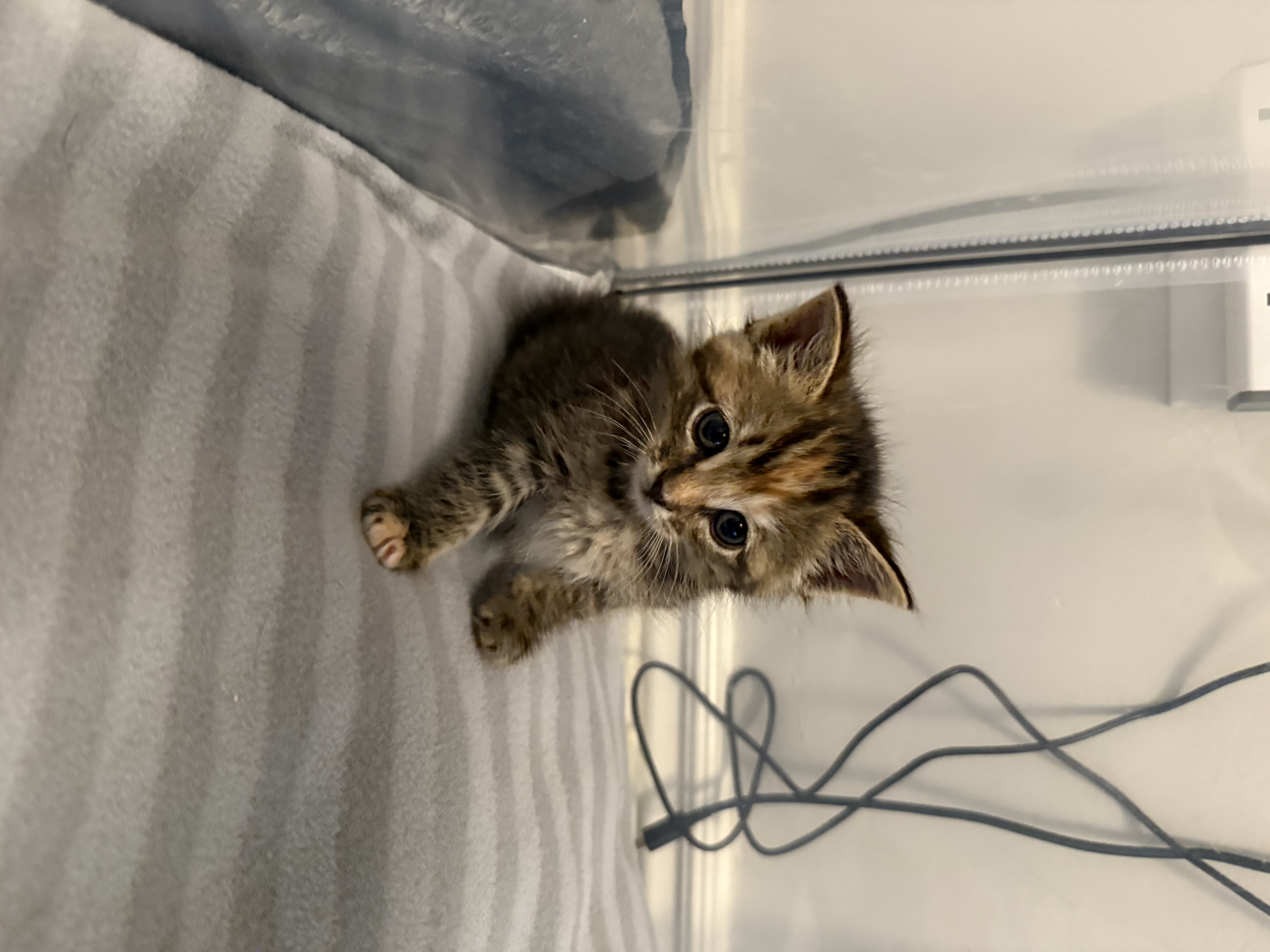 Picture of the Animal Listed