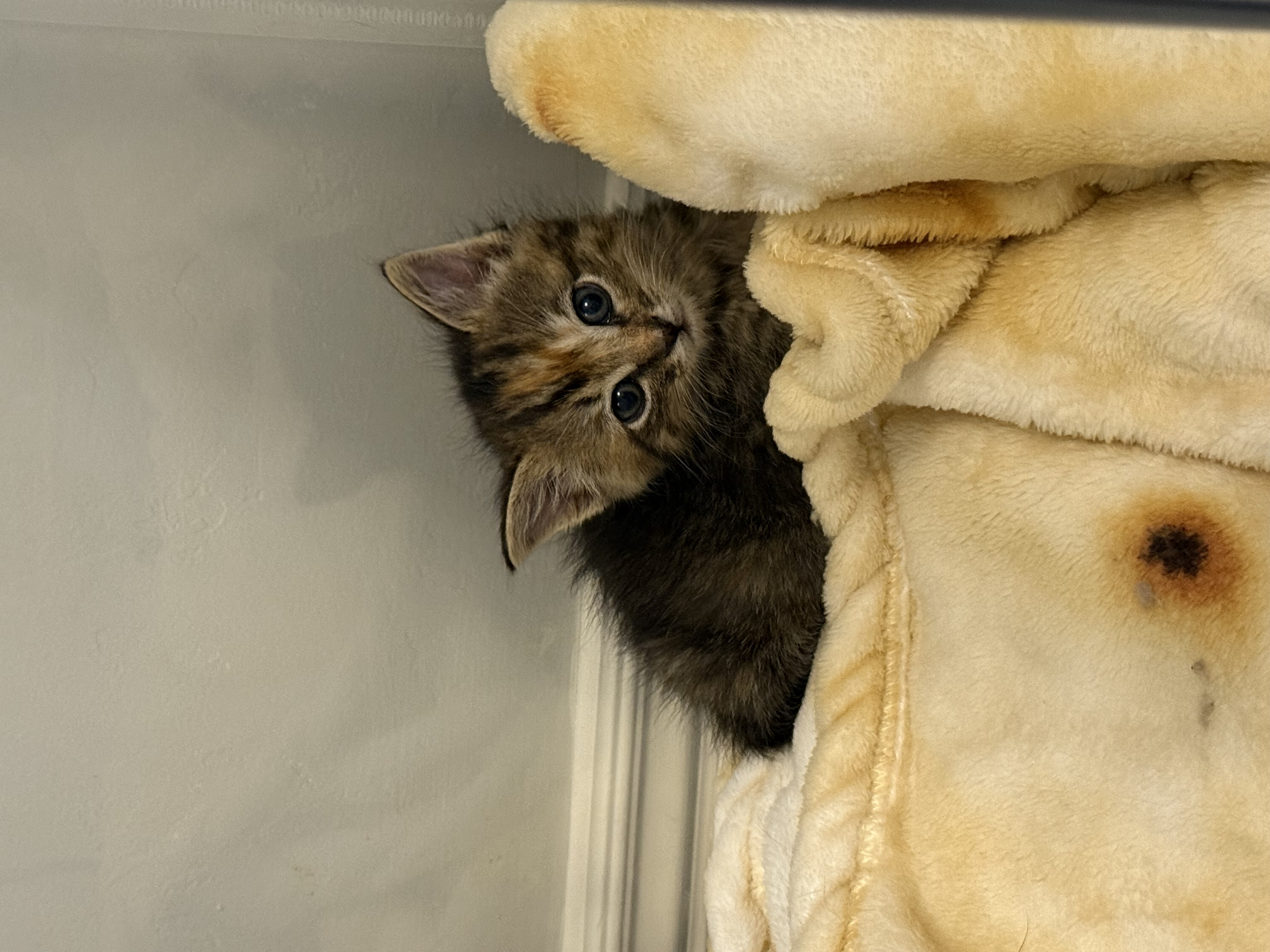 Picture of the Animal Listed